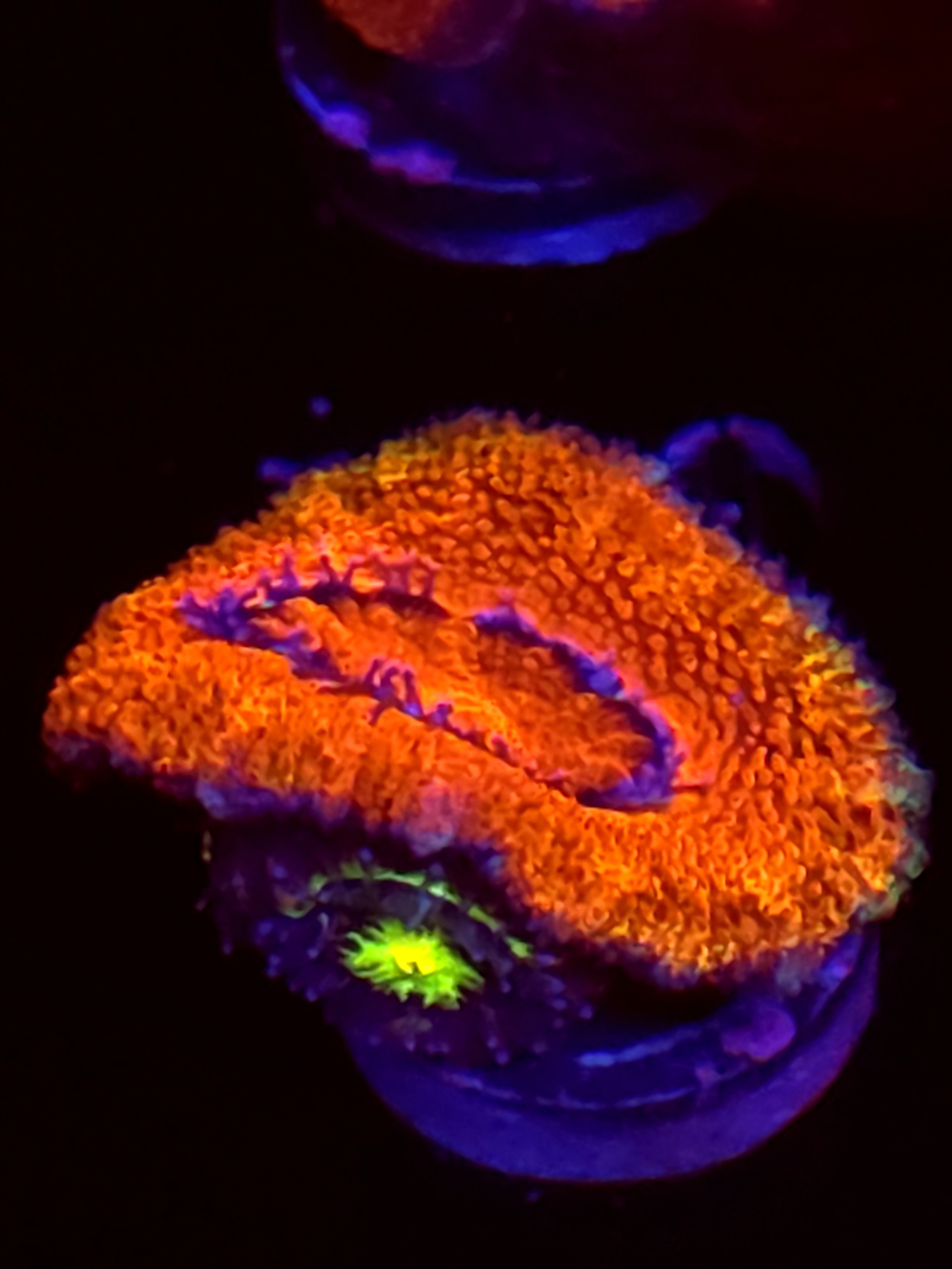 SBB "Toxic Taffy" Acans 1 Head