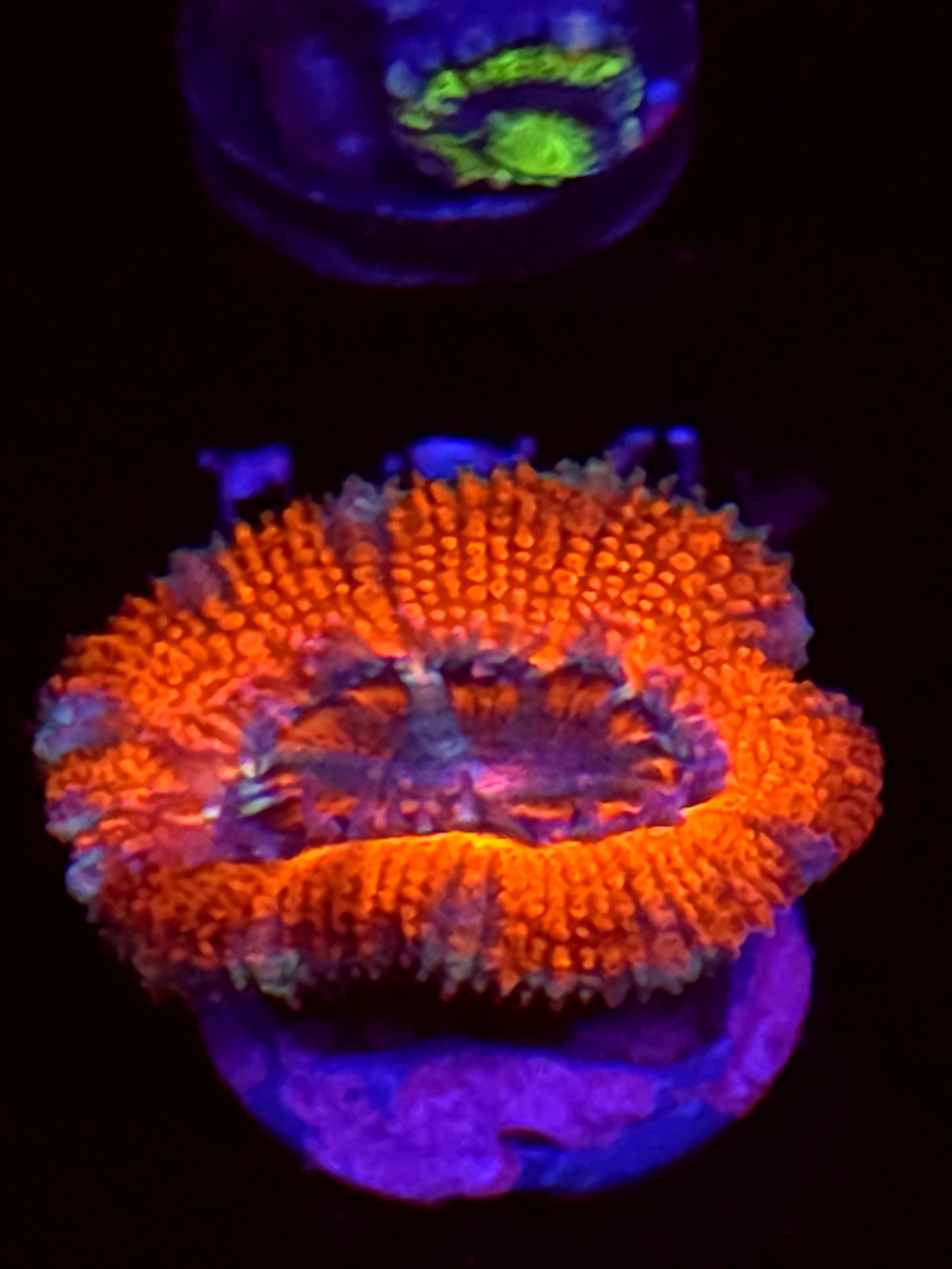 SBB "Pink Taffy" Acans 1 Head