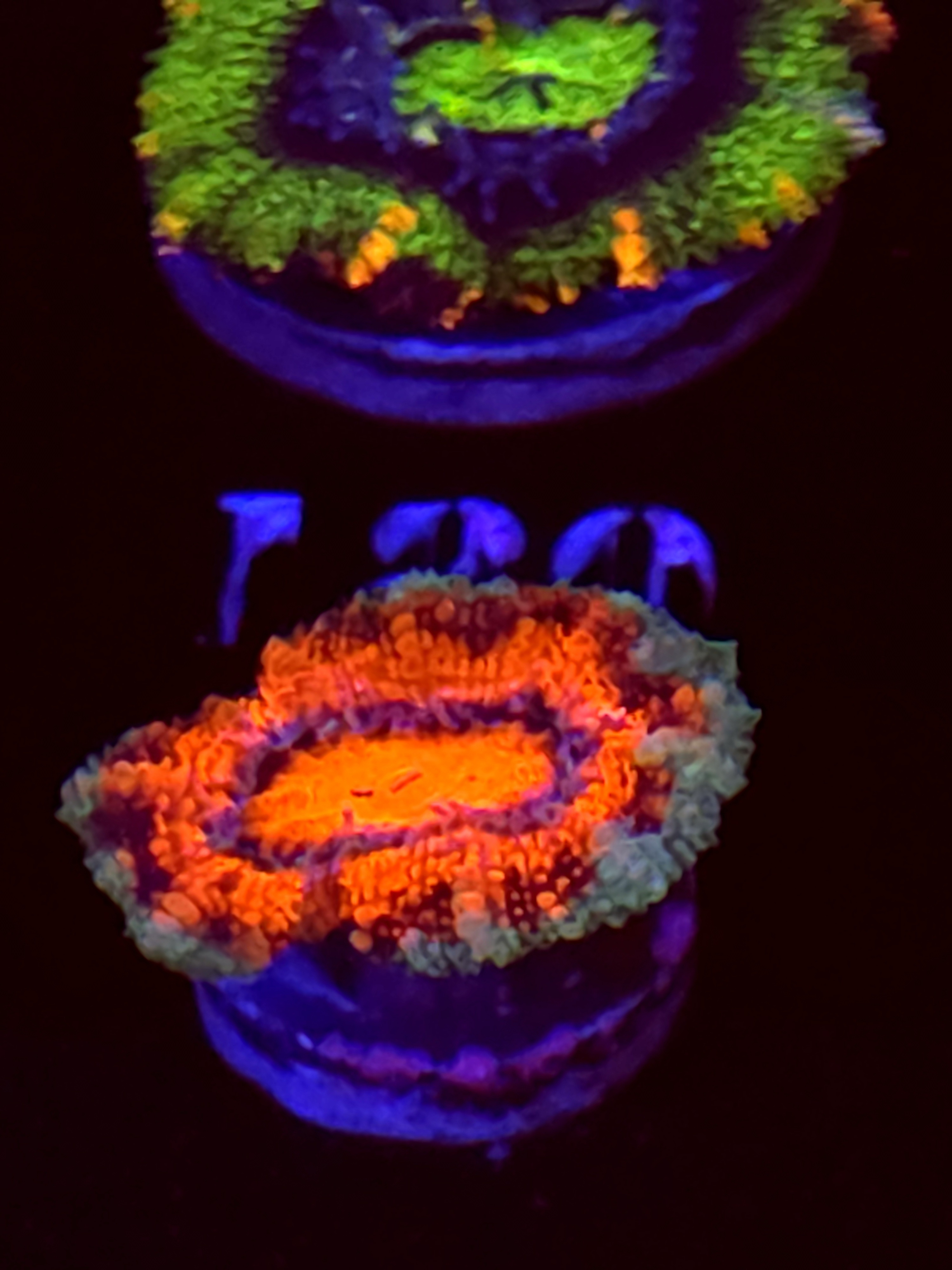 SBB "Sky Candy" Acans 1 Head