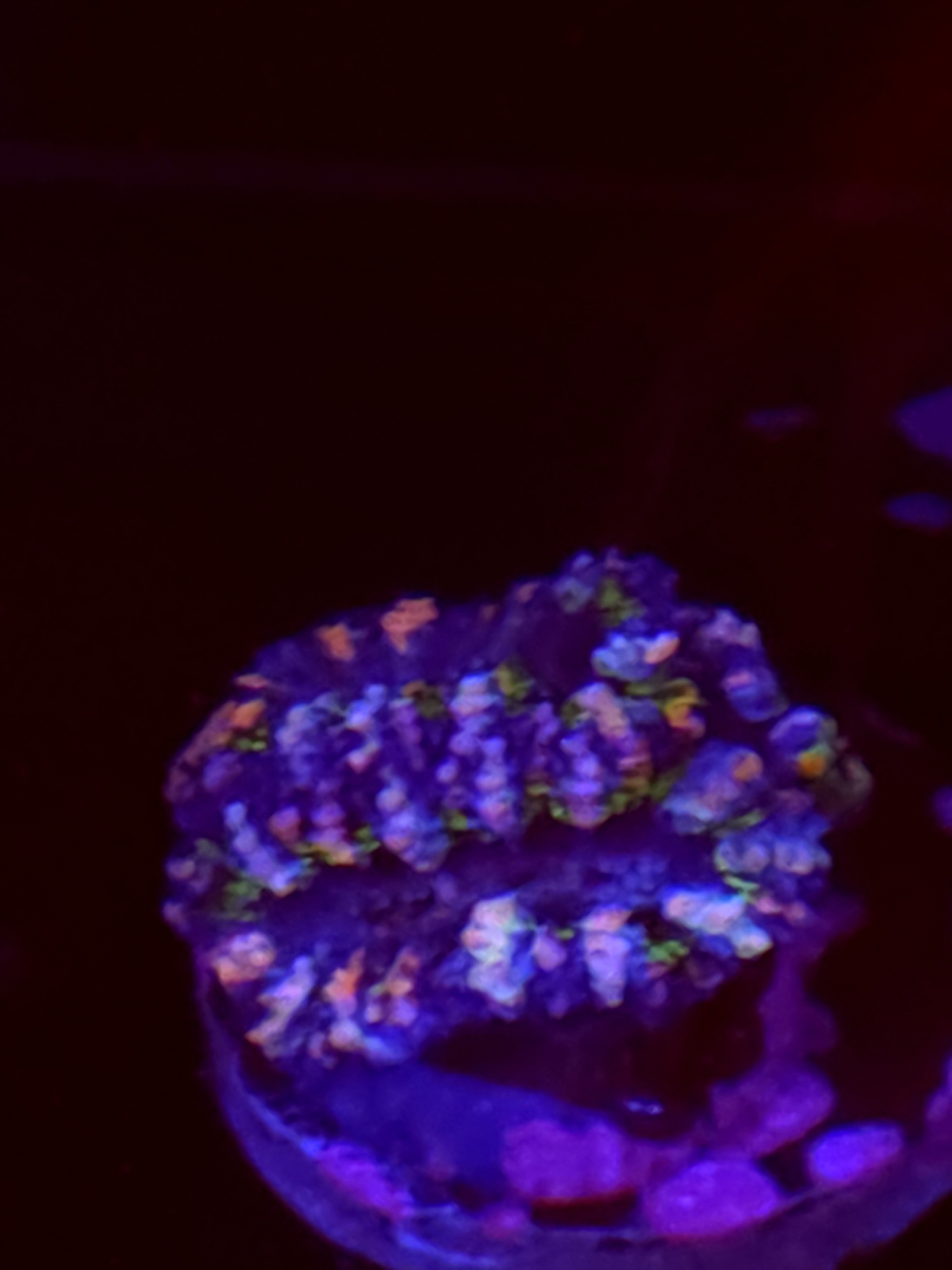 SBB "Jelly Lava" Acans 2 Heads