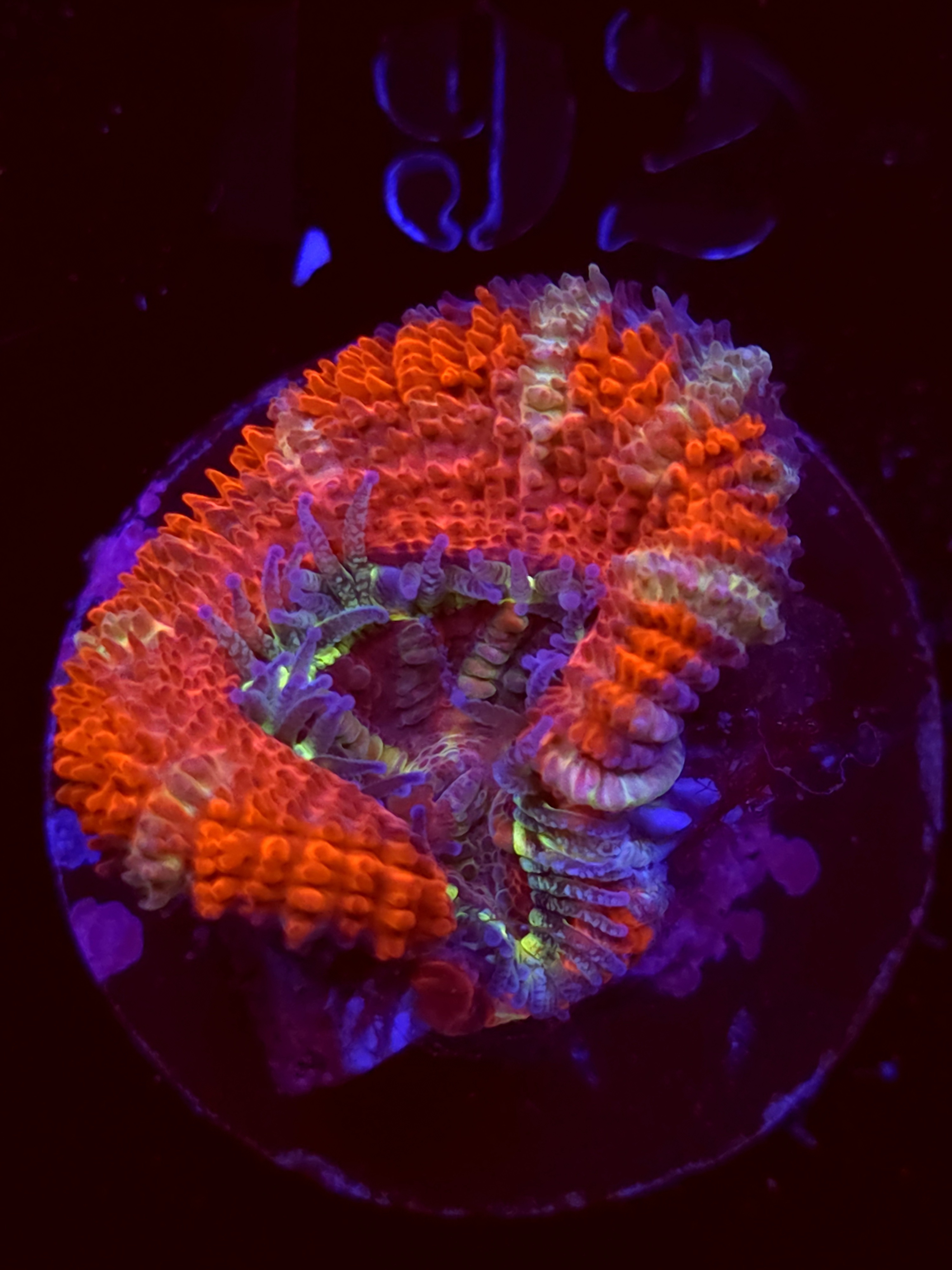 SBB "Mystery Signature" Acans 1 Head