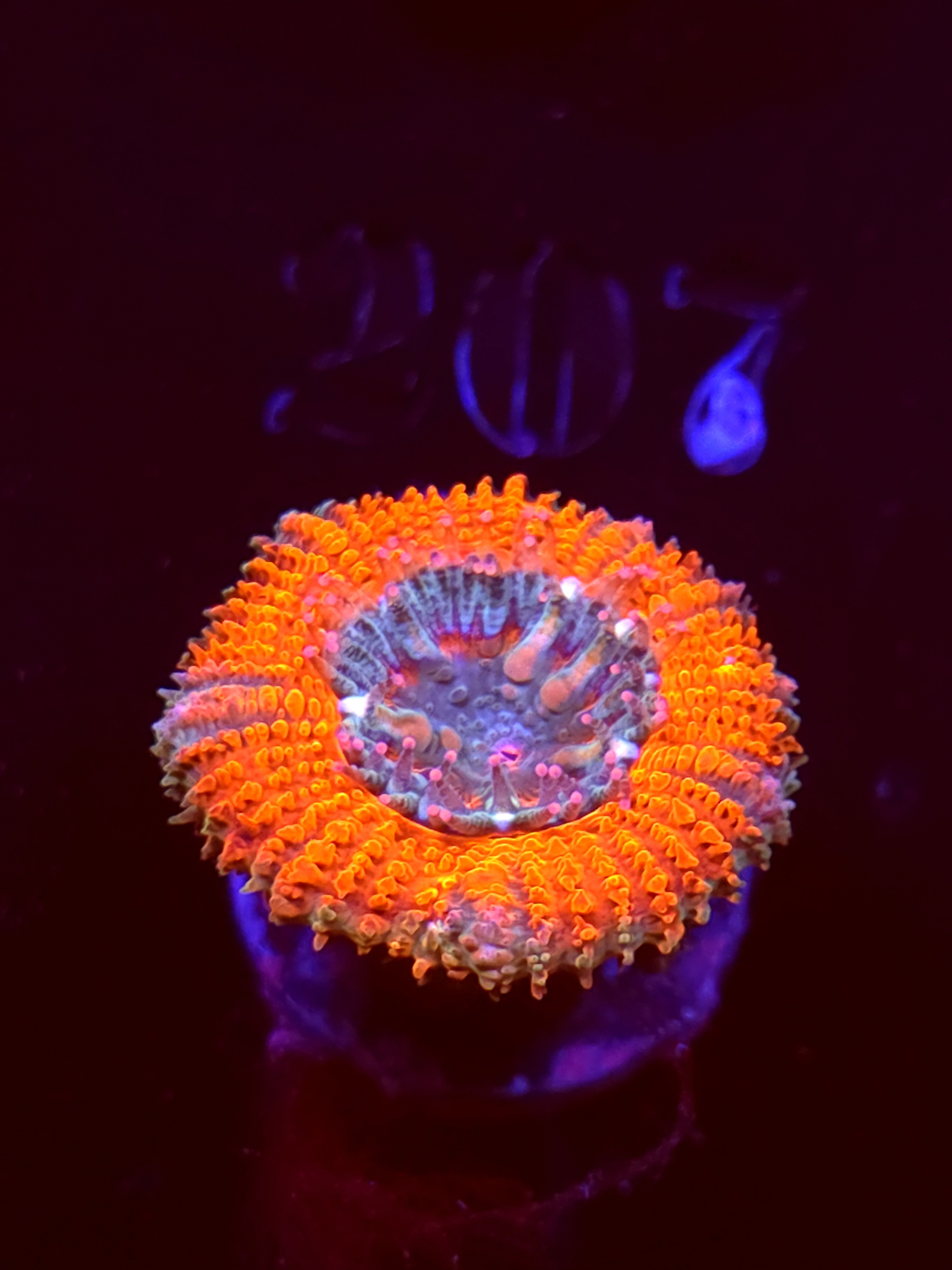 SBB "Mystery Signature" Acans 1 Head