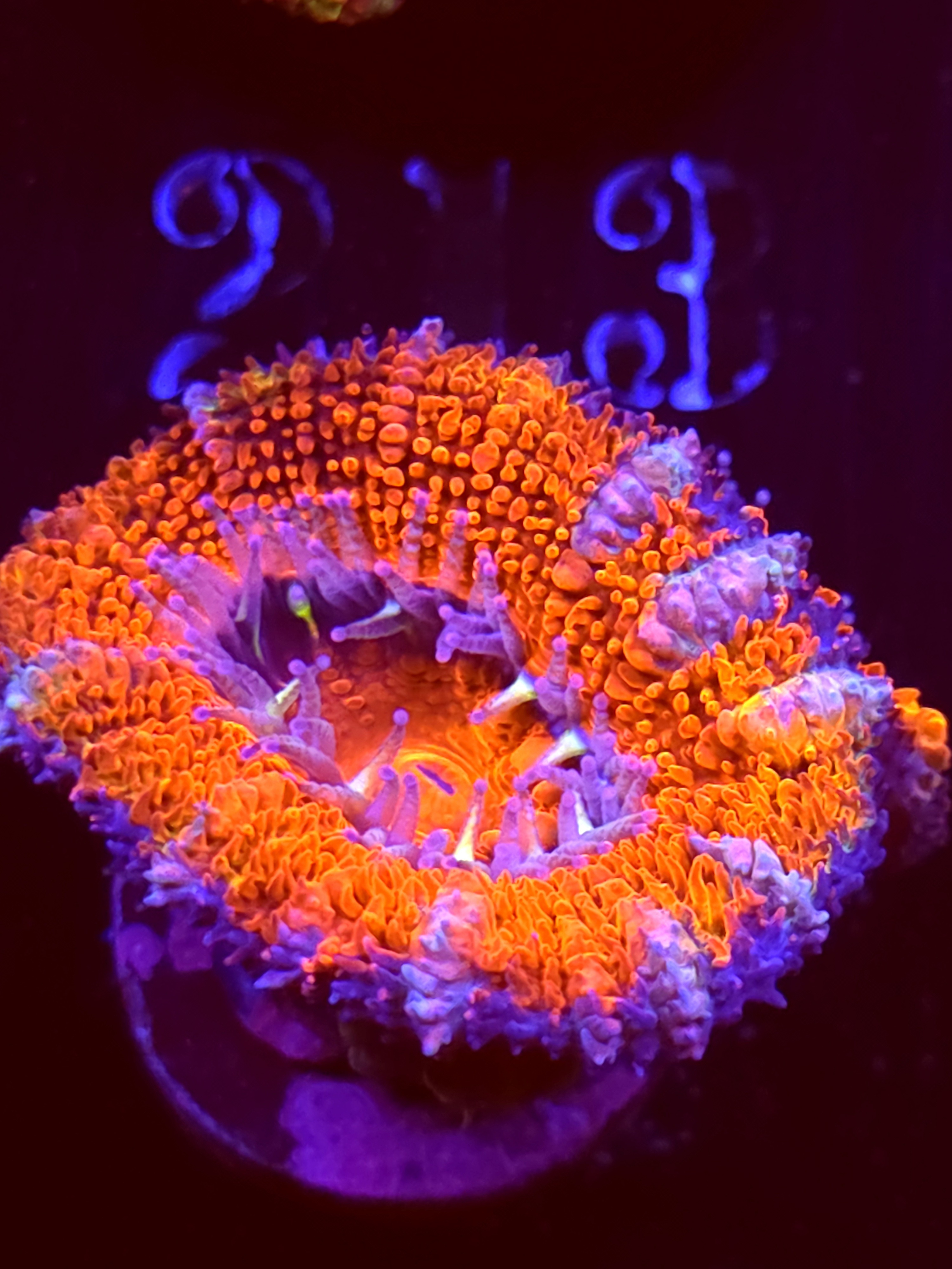 SBB "Grape Dragon" Acans 2 Heads