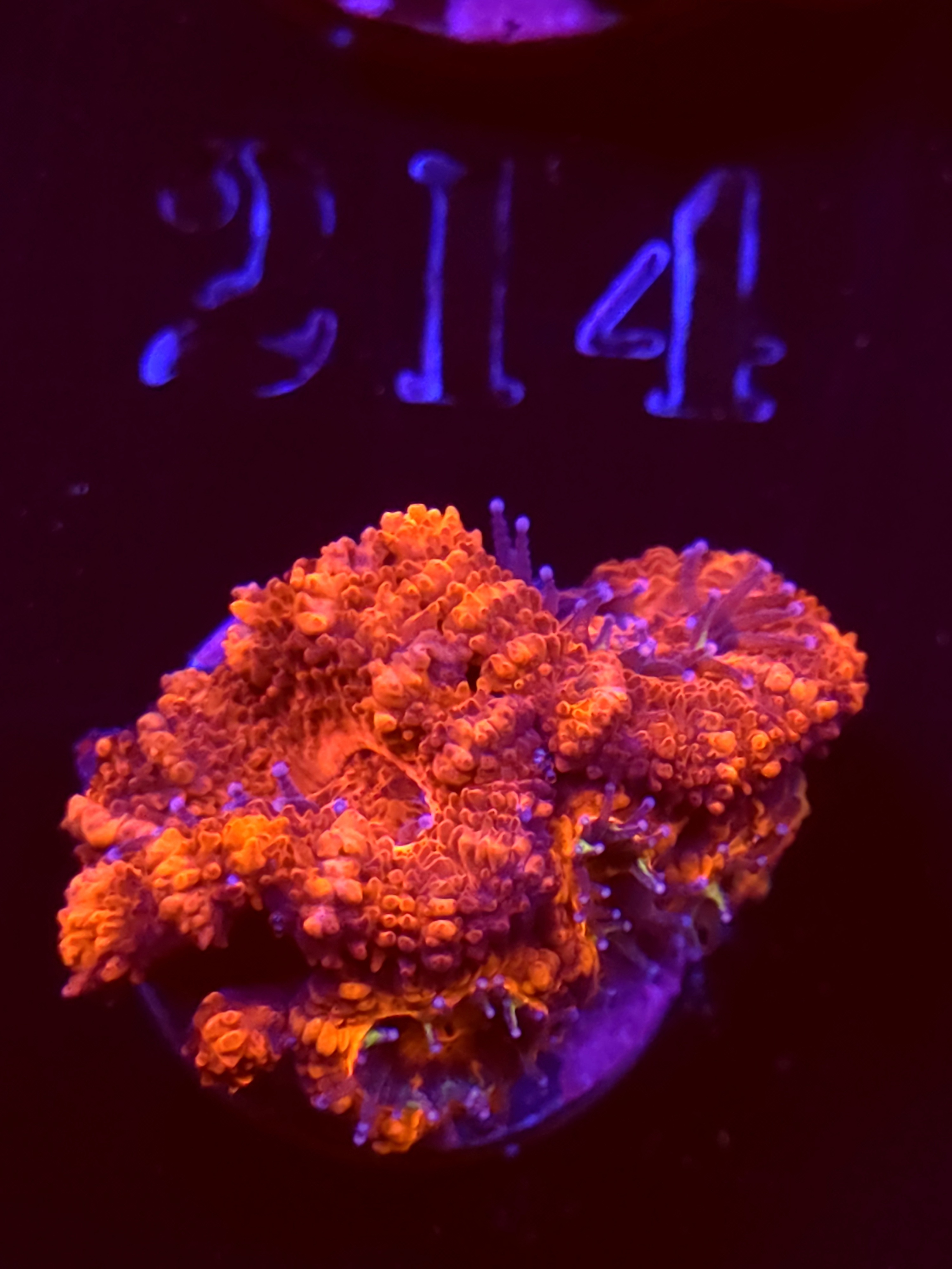SBB "Citrus Melt" Acans 2 Heads