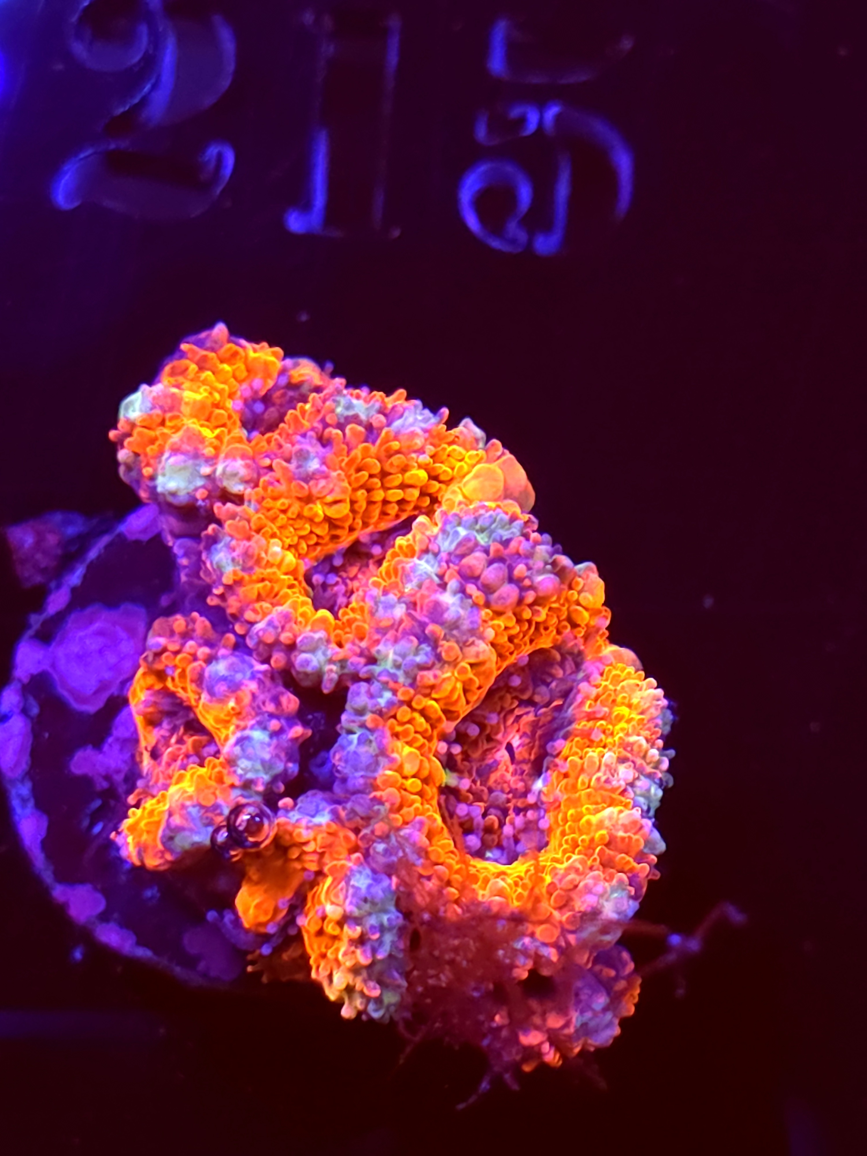 SBB "Hercules" Acans 4 Heads