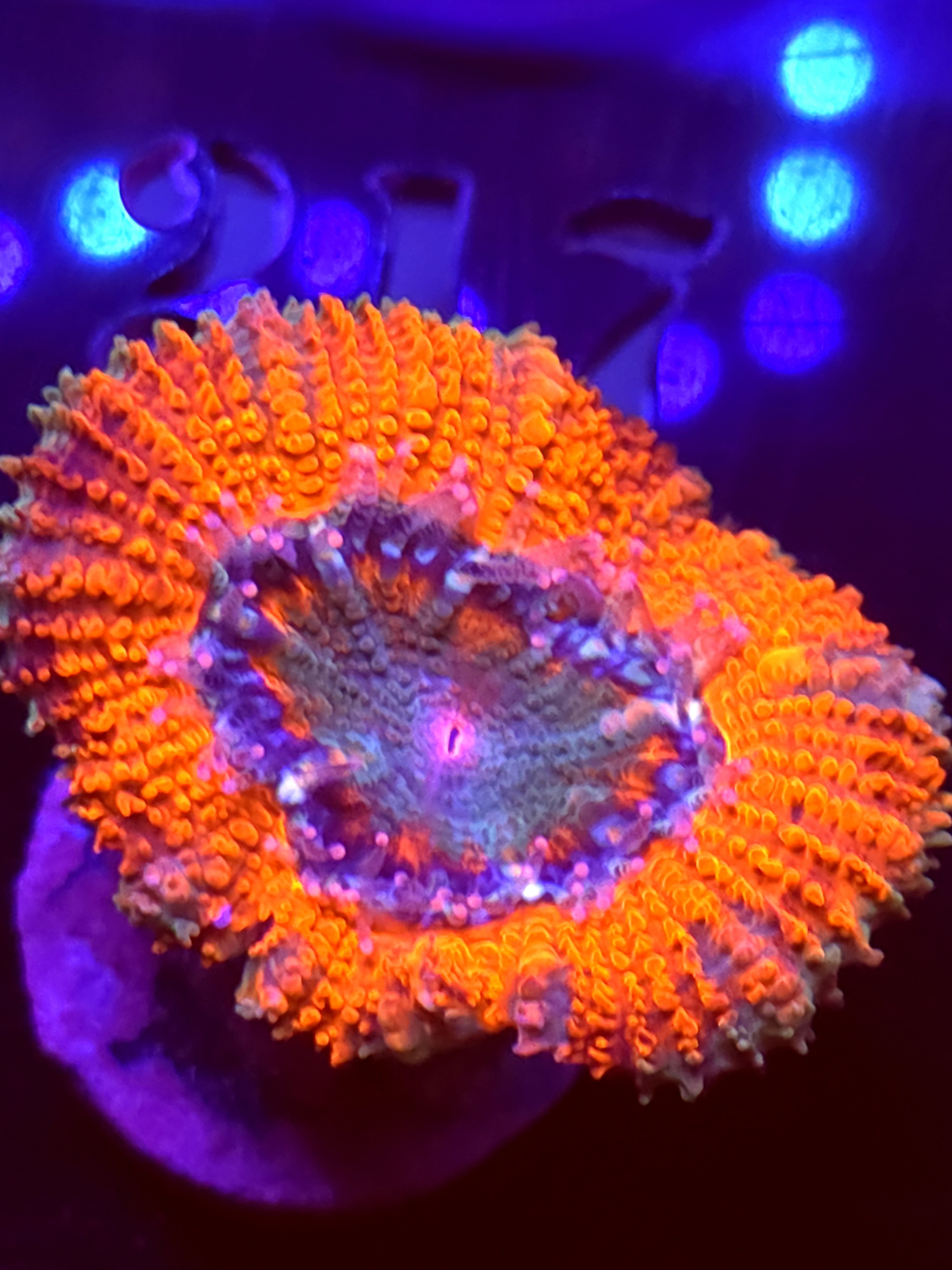SBB "Mystery Signature" Acans 1 Head