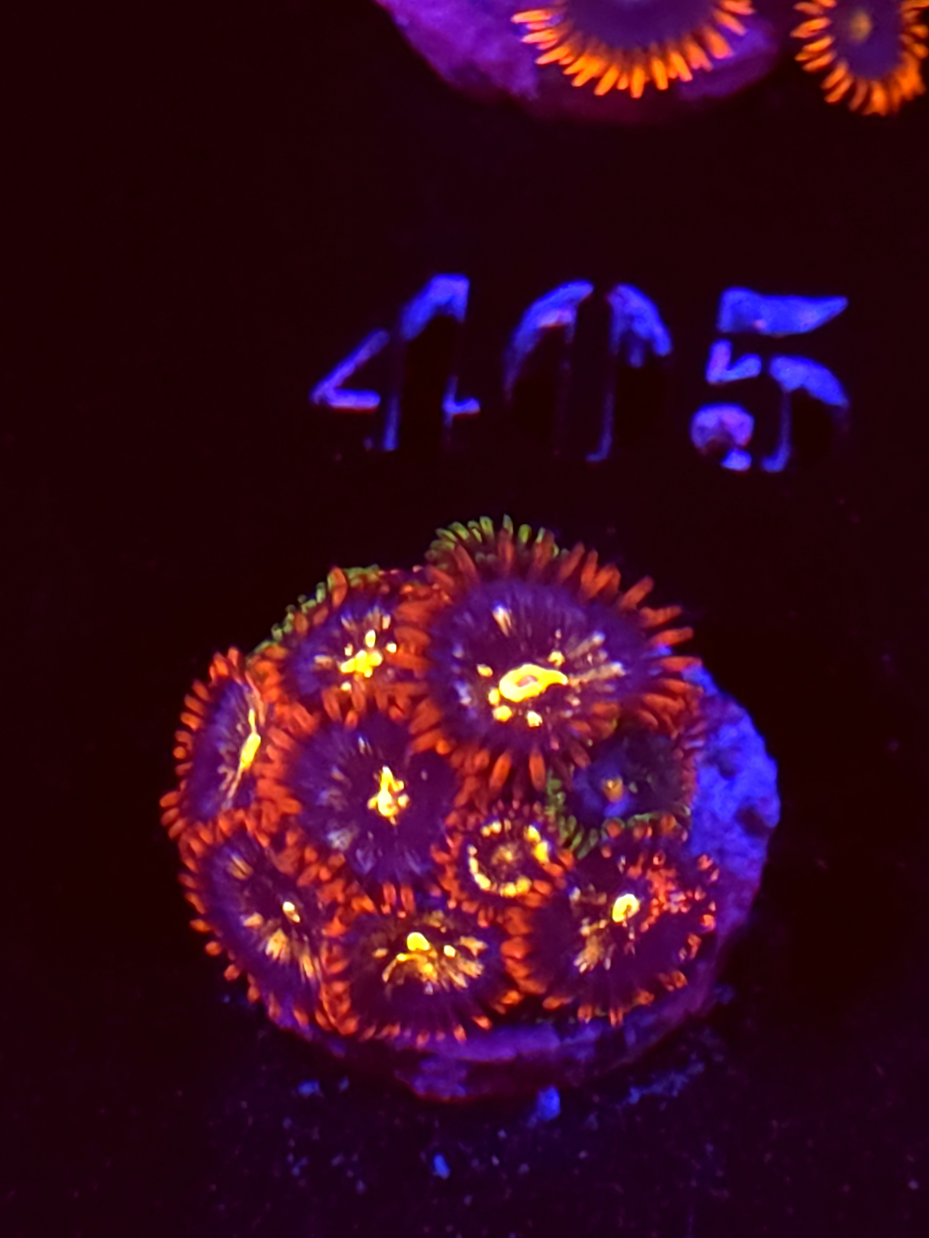 SBB "No Name" Zoas Mini Colony