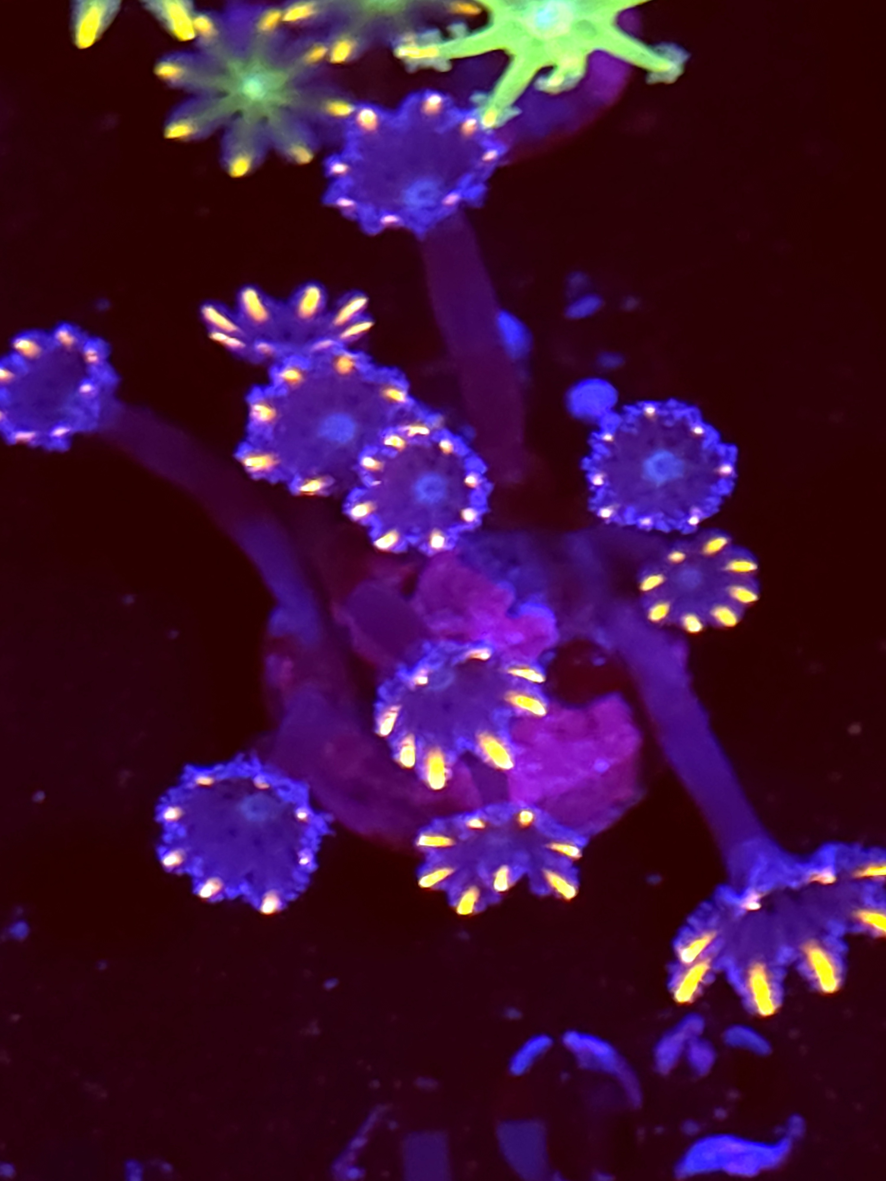 SBB "No Name" Cloves 6+ Polyps