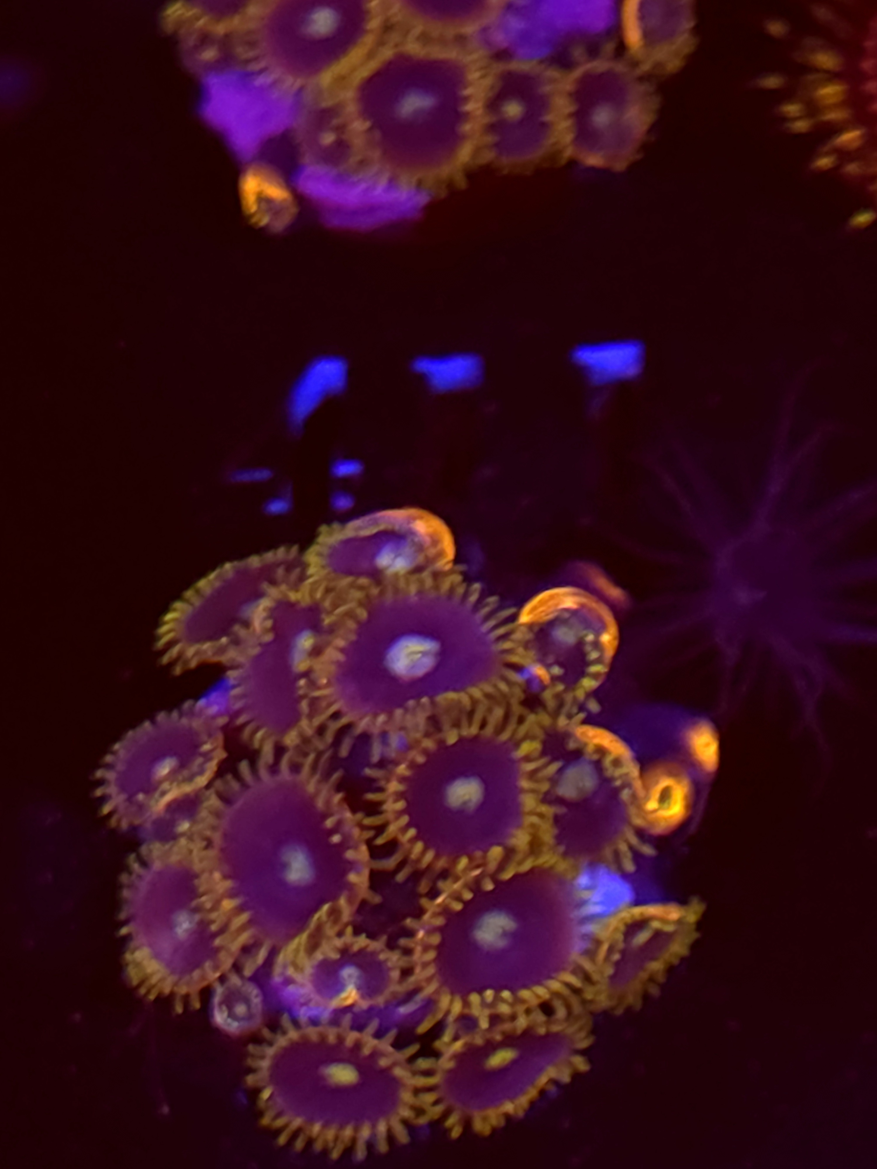 SBB "No Name" Zoas Mini Colony