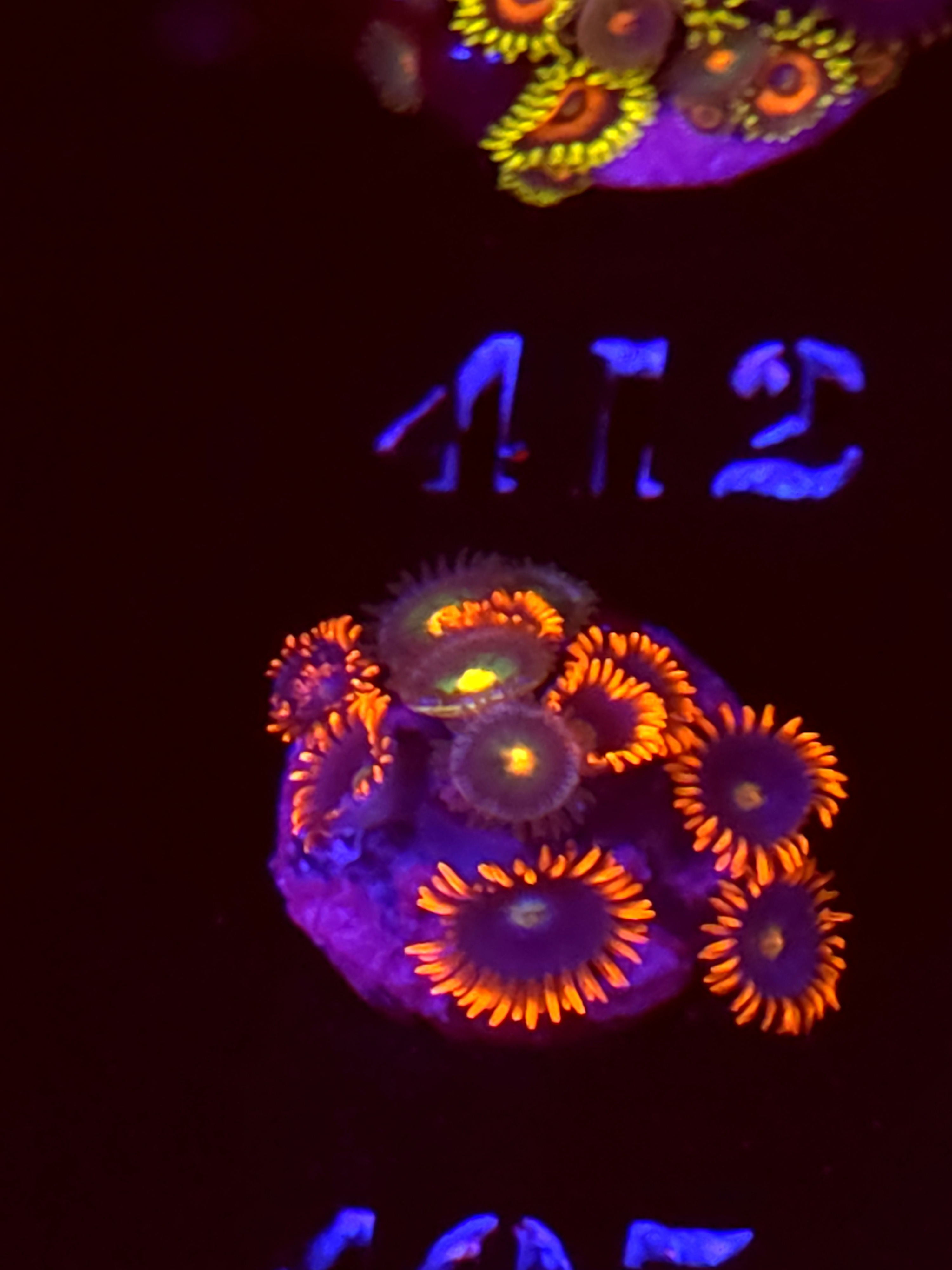 SBB "No Name" Zoas Mini Colony