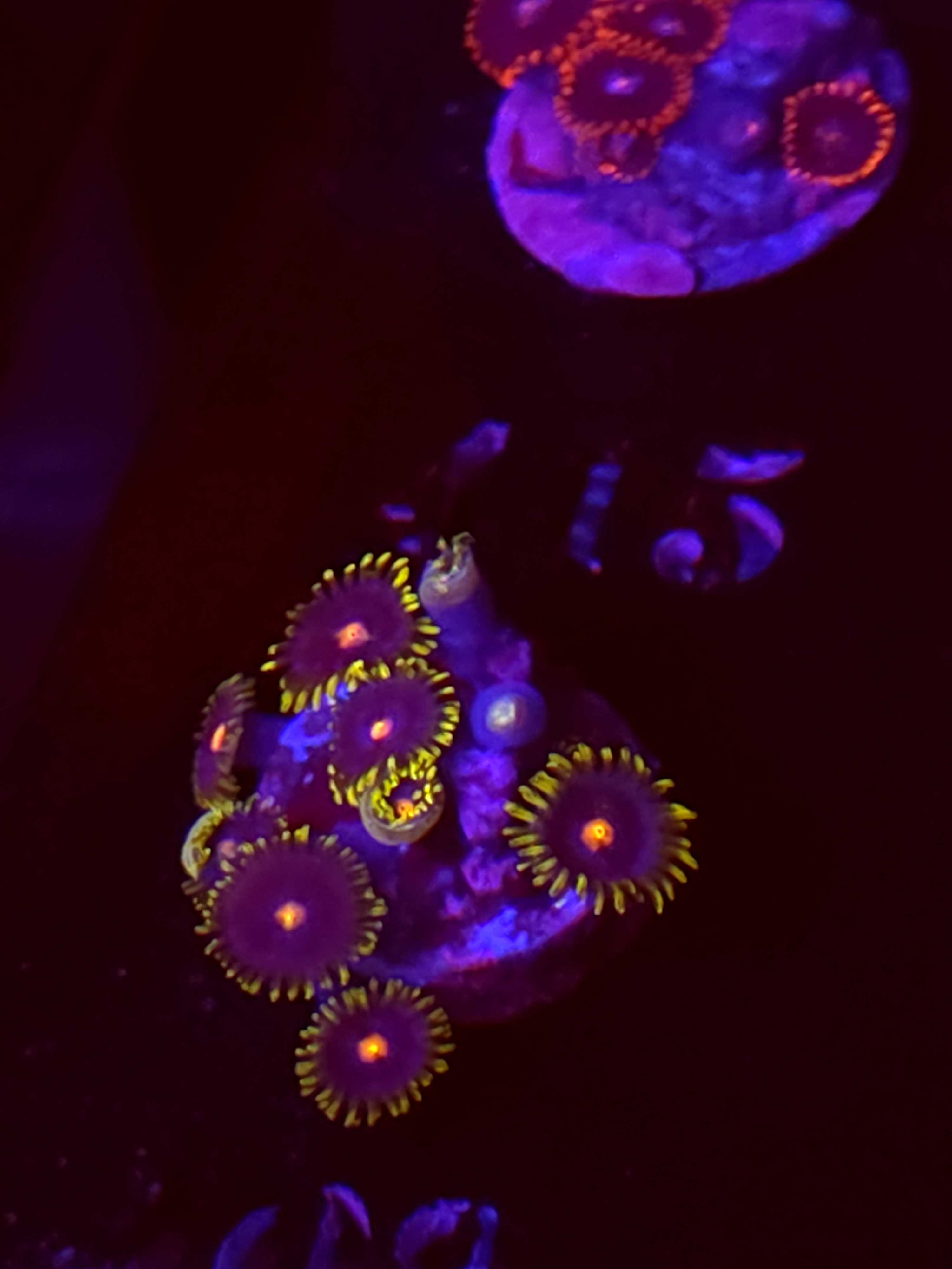 SBB "No Name" Zoas Mini Colony