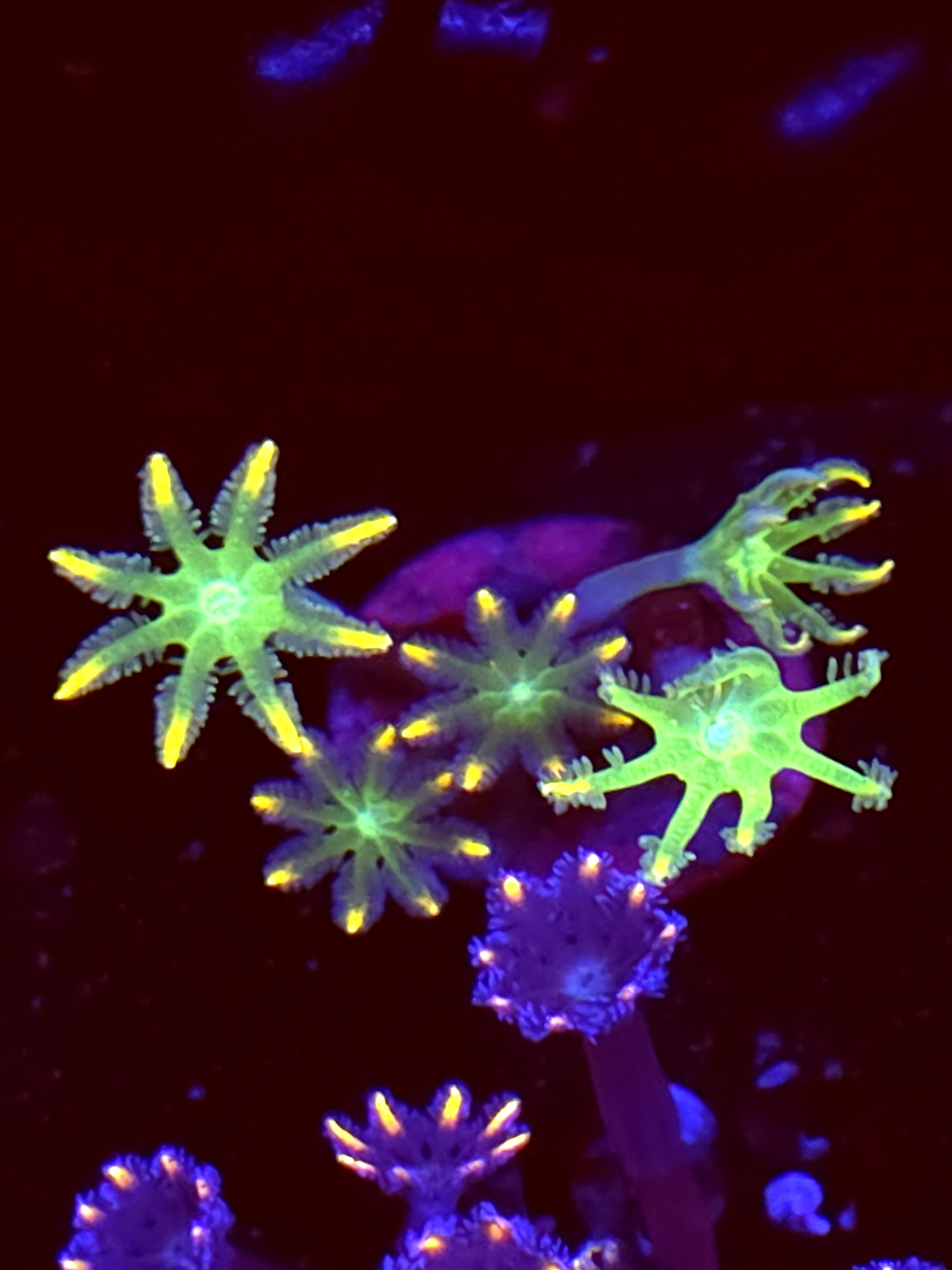 SBB "No Name" Cloves 3 Polyps