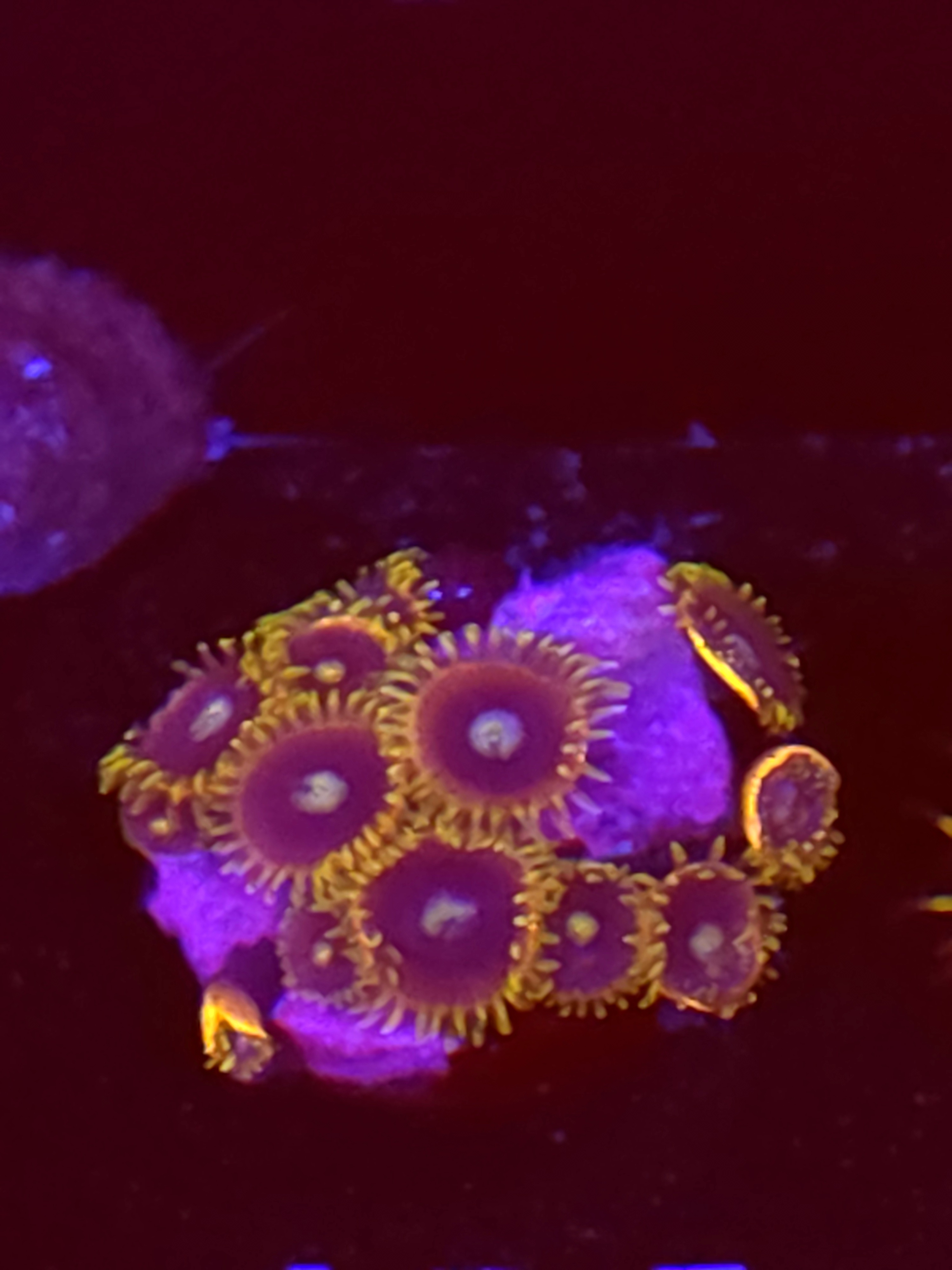 SBB "No Name" Zoas Mini Colony