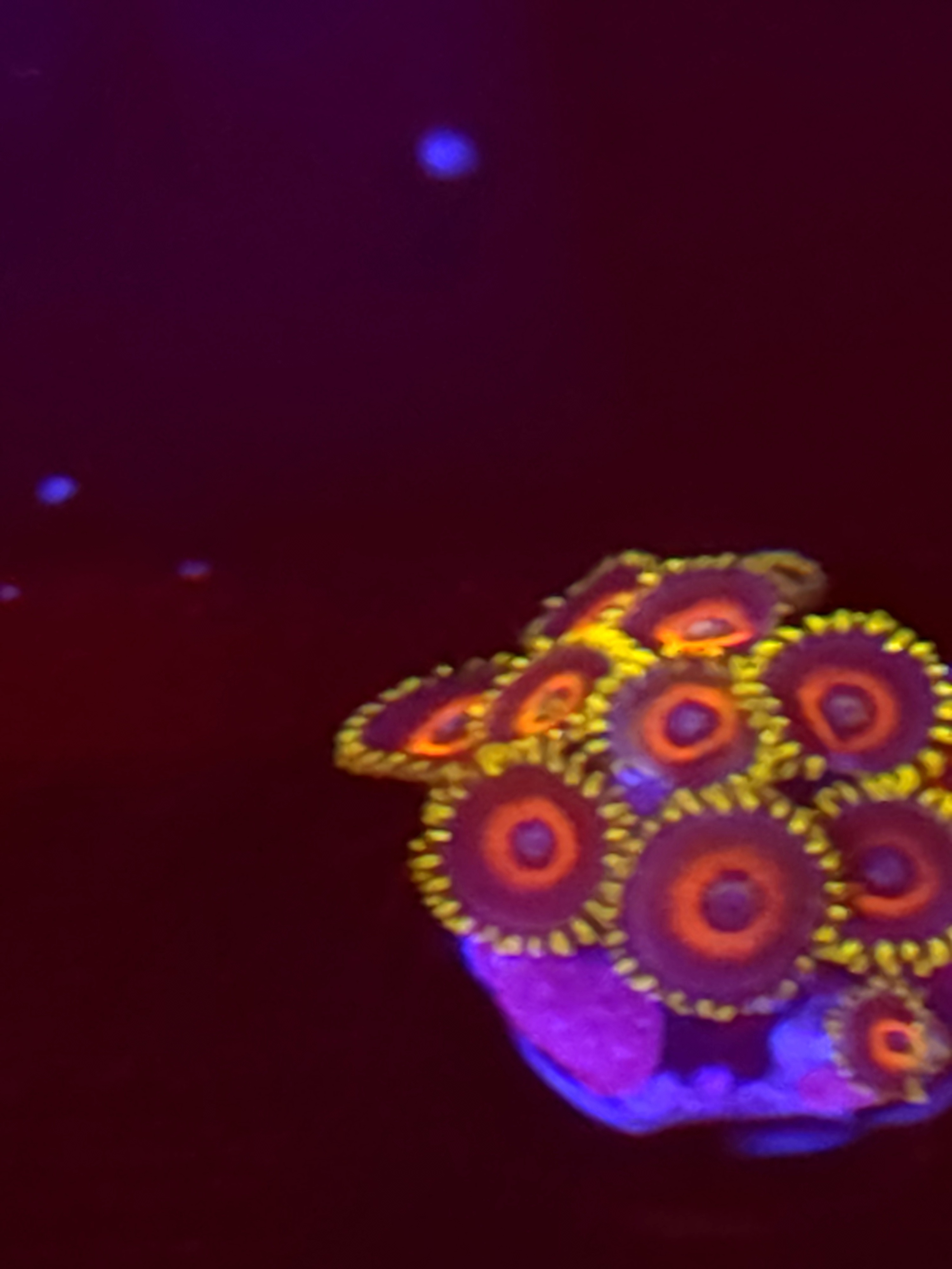 SBB "No Name" Zoas Mini Colony