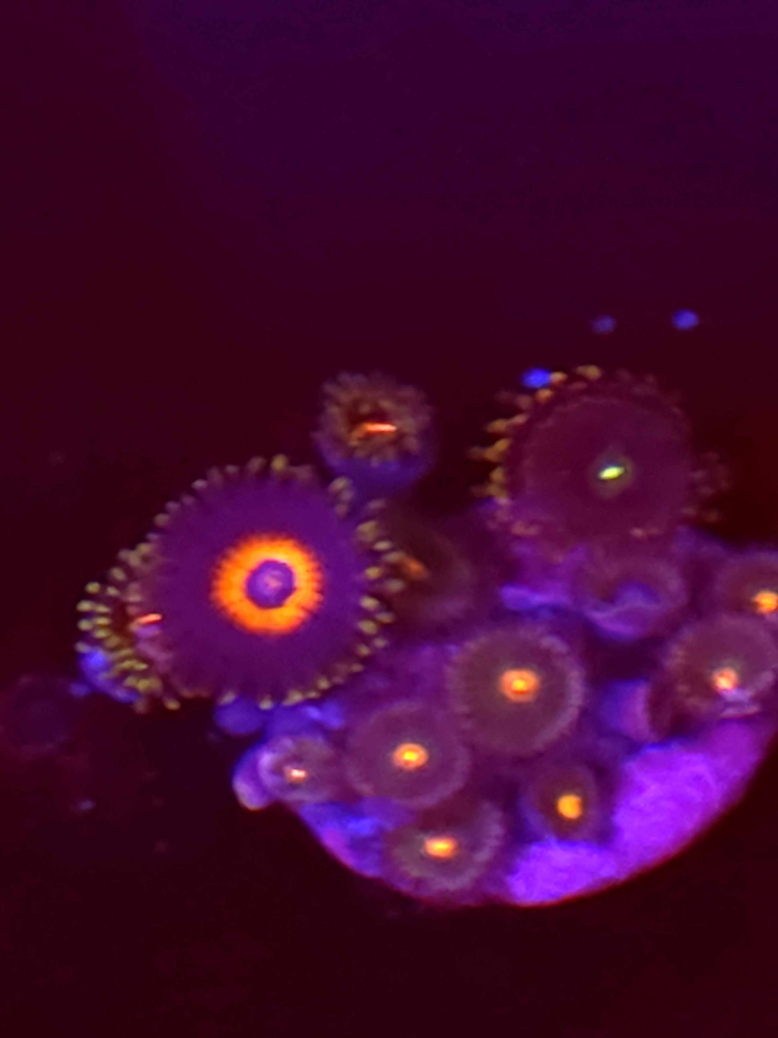 SBB "No Name" Zoas Mini Colony