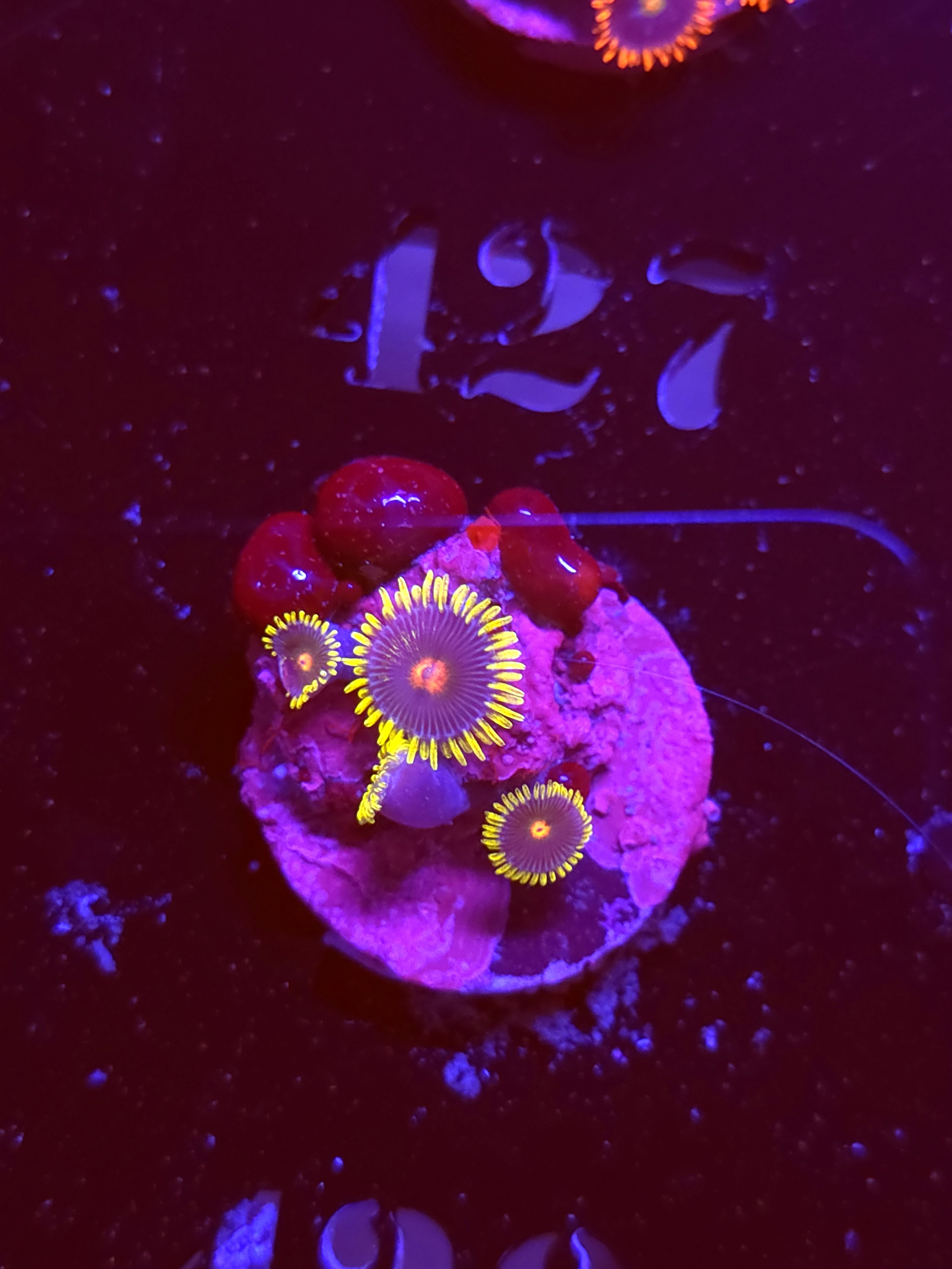 SBB "No Name" Zoas 2 Polyps