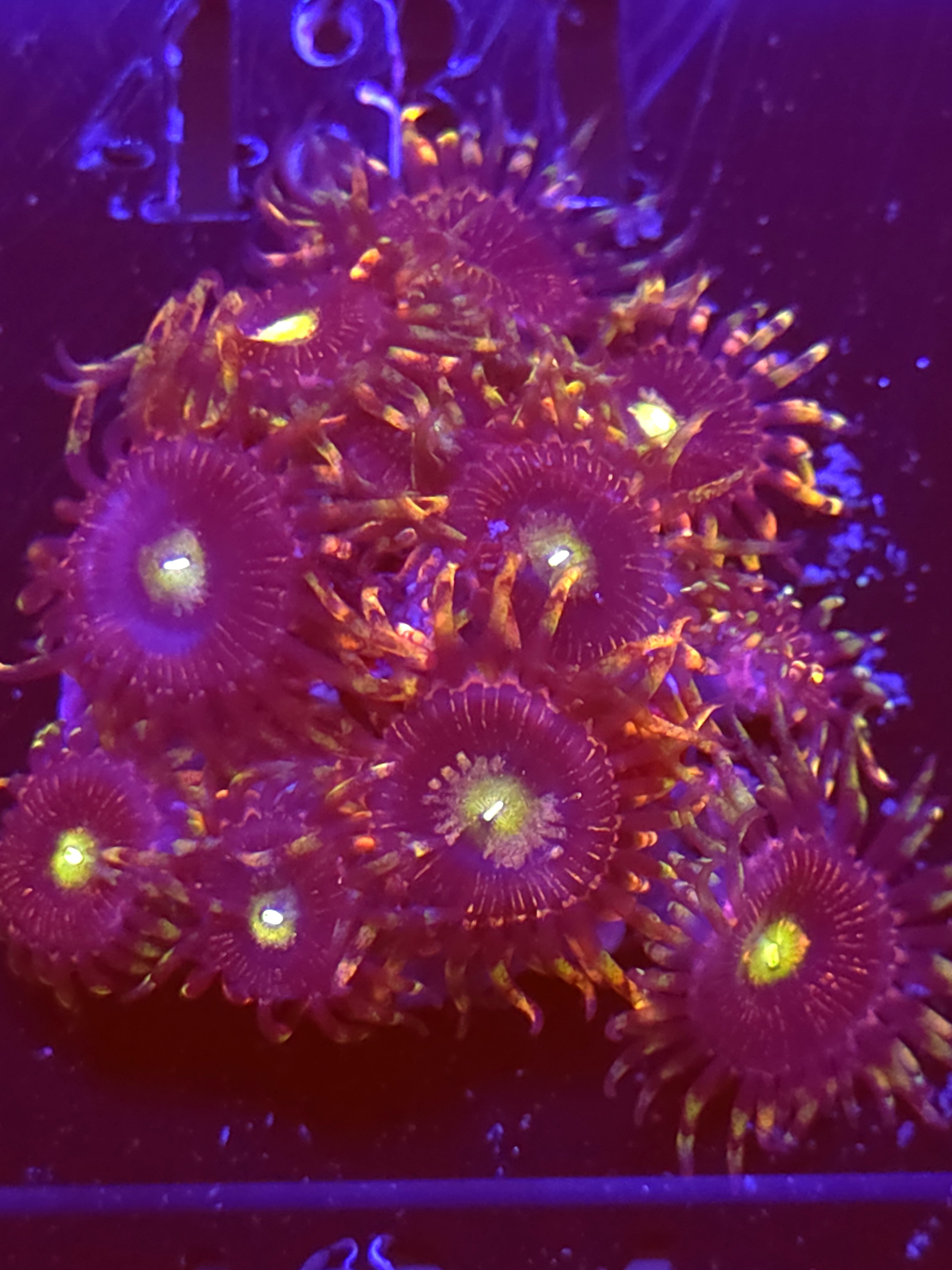 SBB "No Name" Zoas 3 Polyps