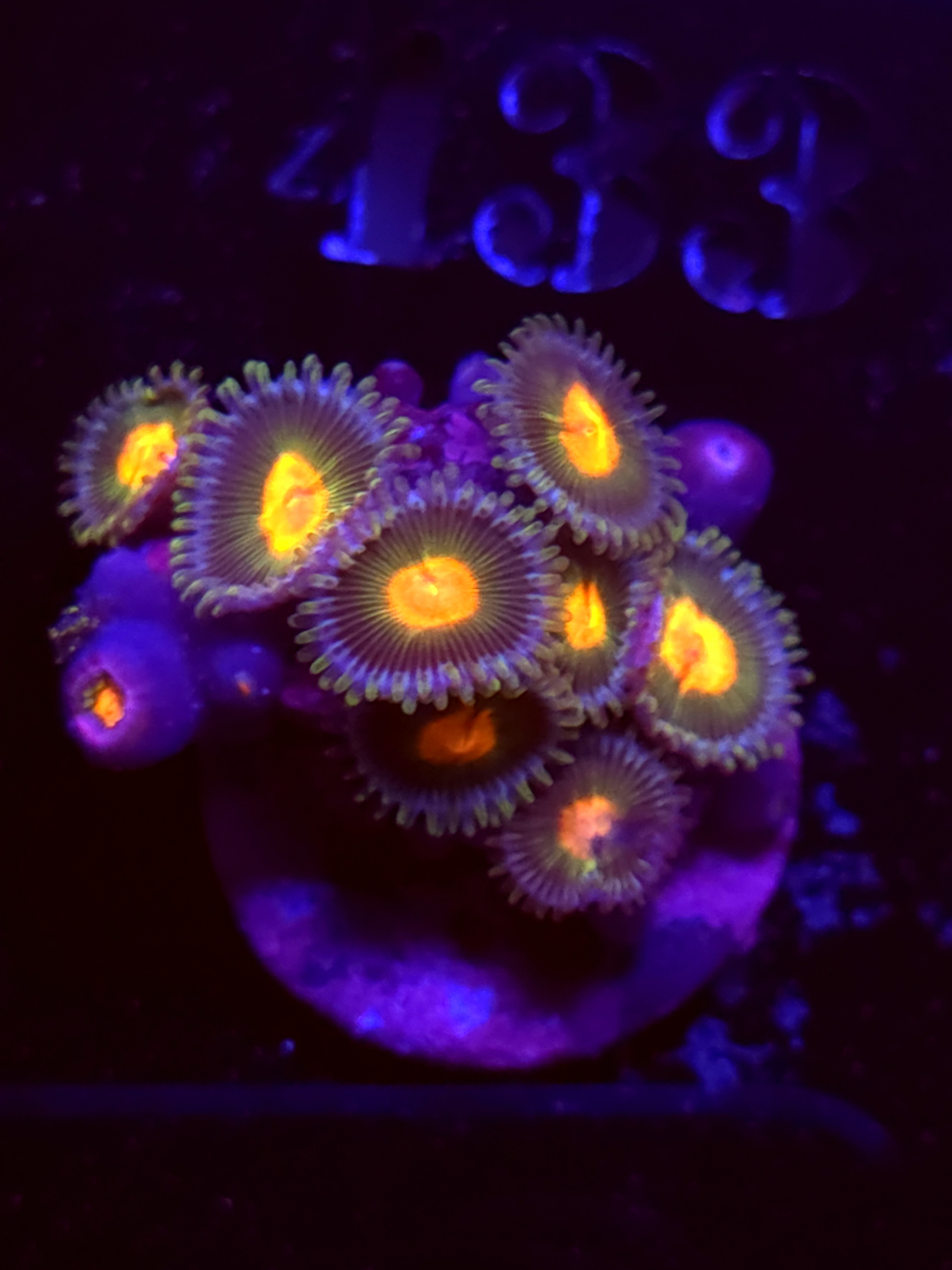 SBB "No Name" Zoas Mini Colony