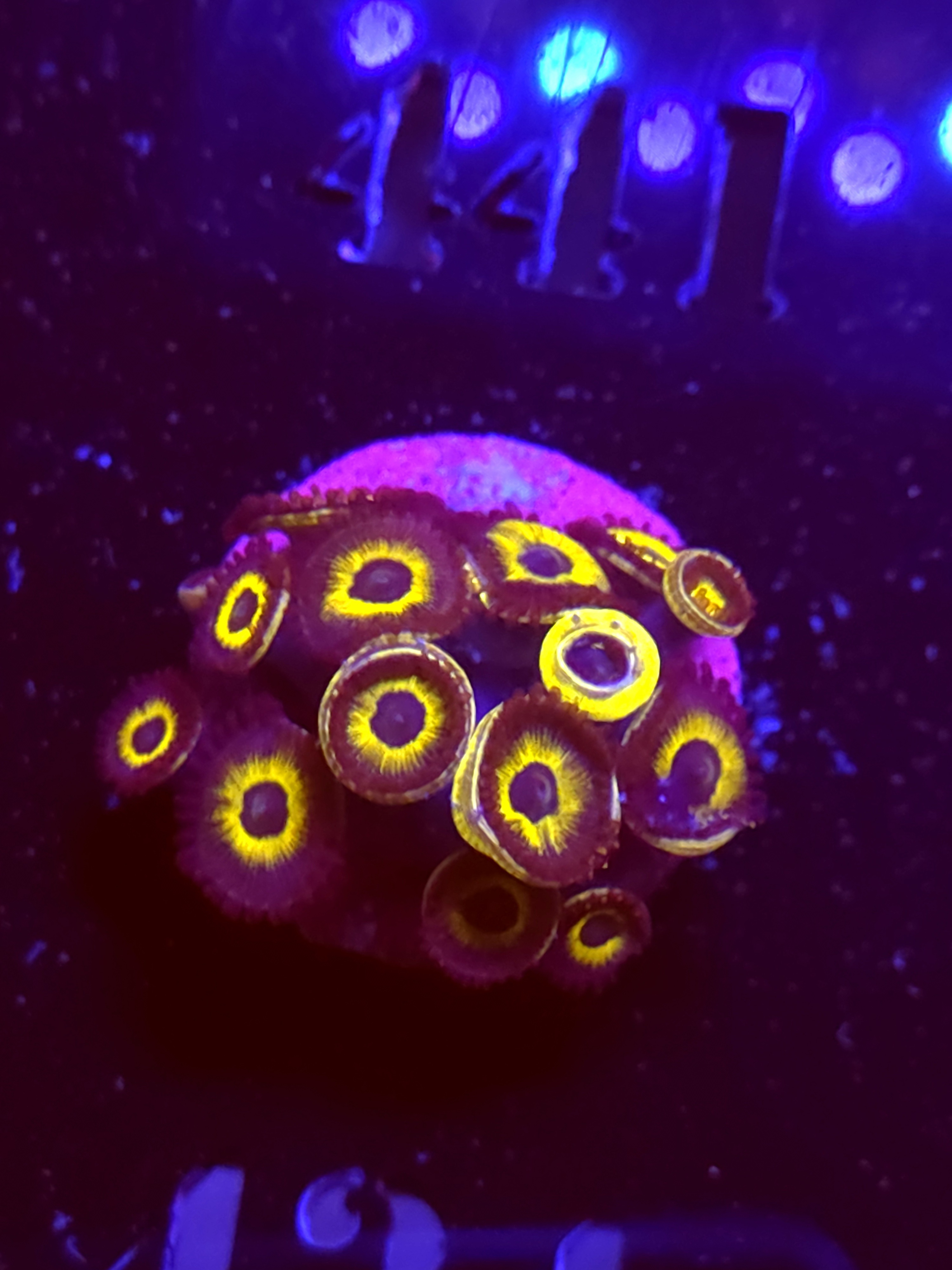 SBB "No Name" Zoas Mini Colony