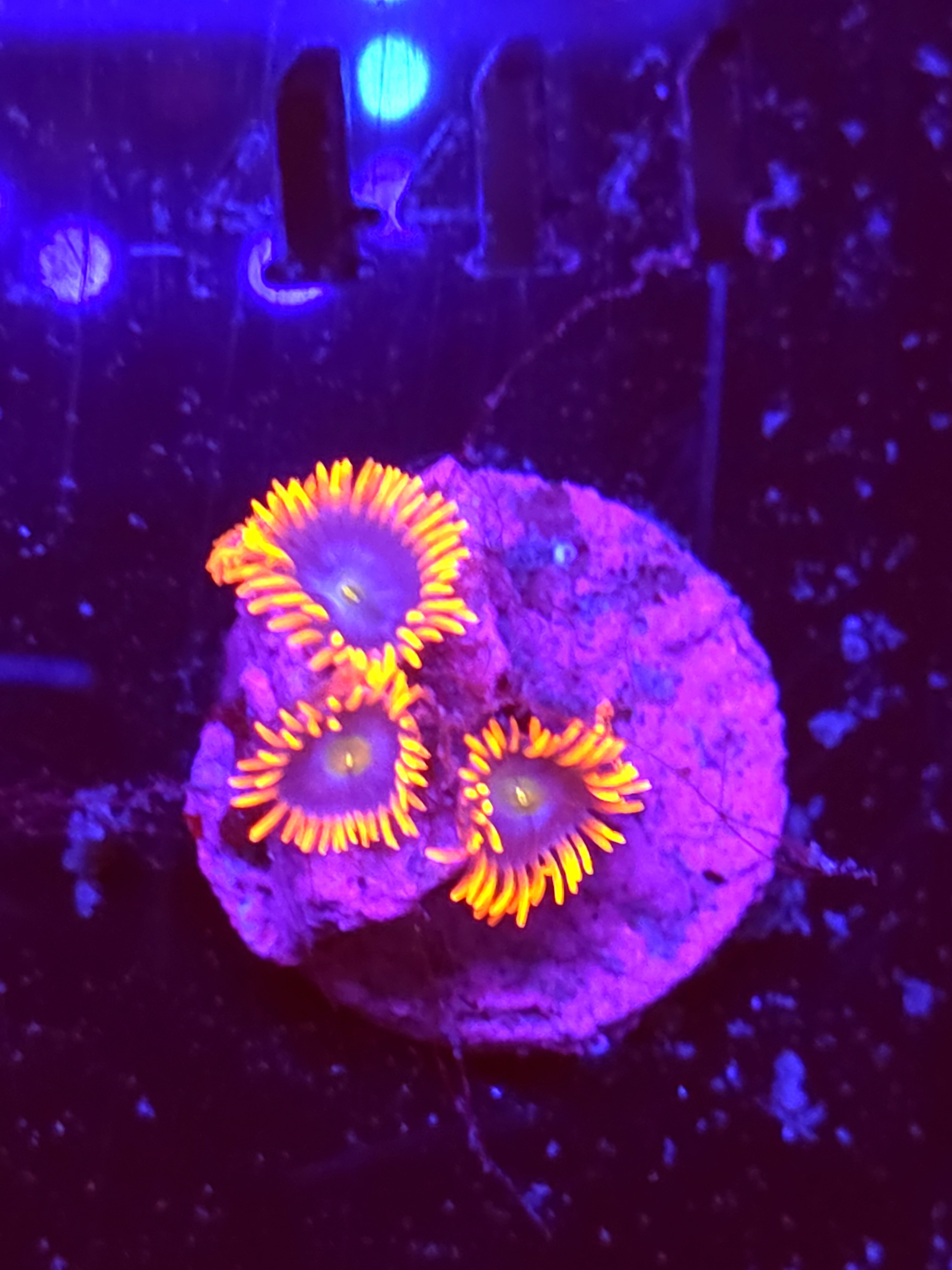 SBB "No Name" Zoas 3 Polyps