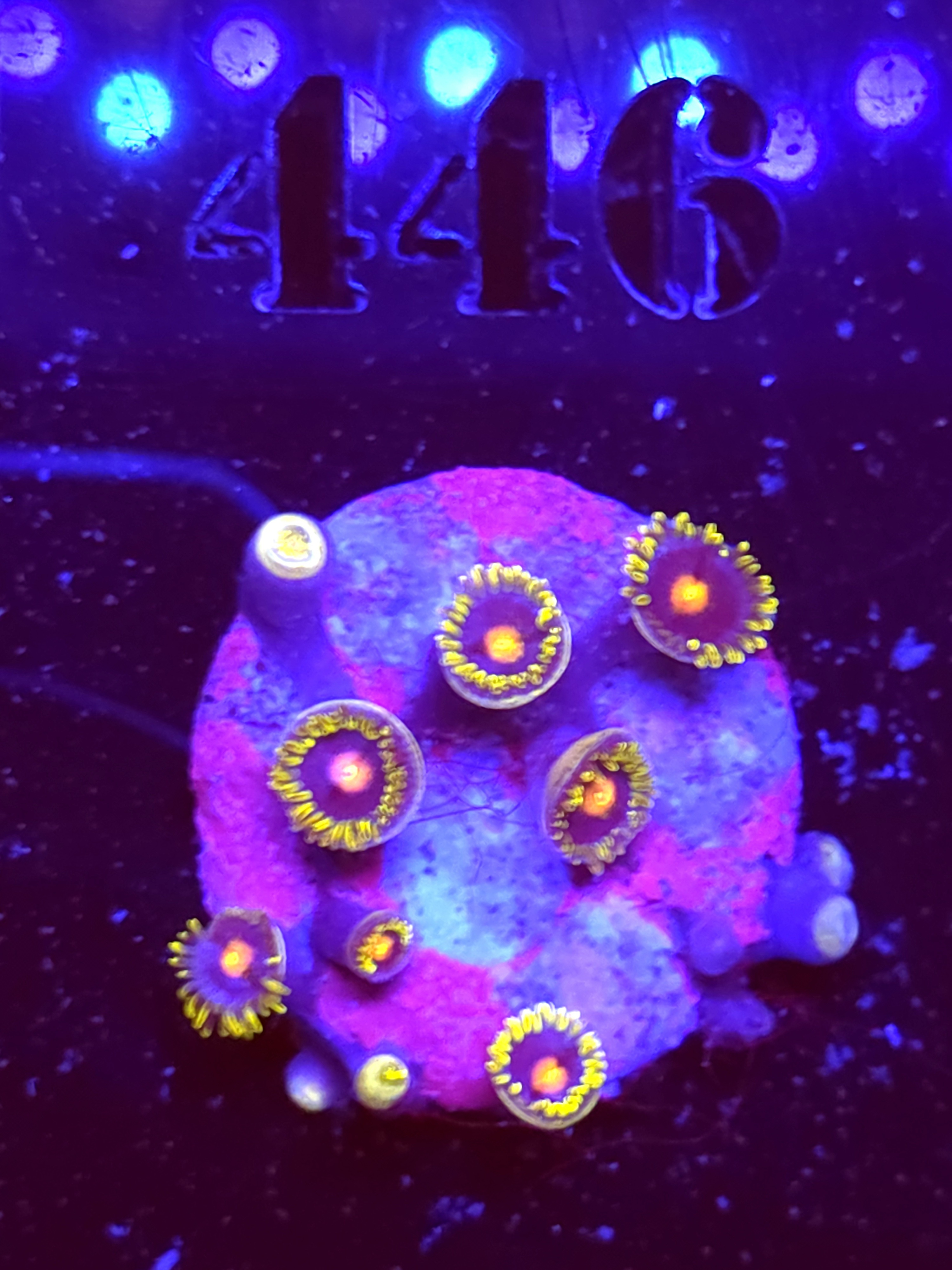 SBB "No Name" Zoas Mini Colony