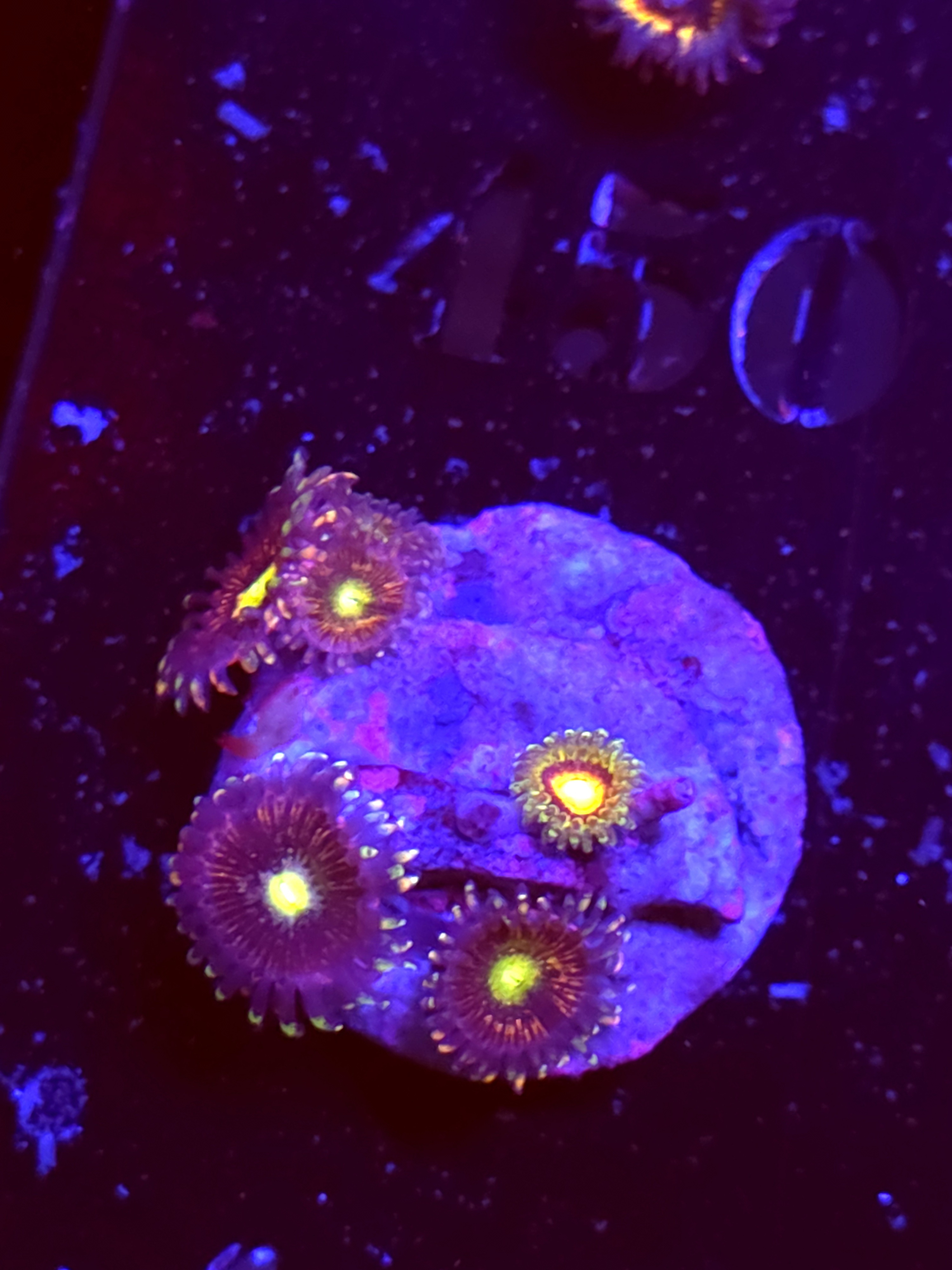 SBB "No Name" Zoas 2 Polyps