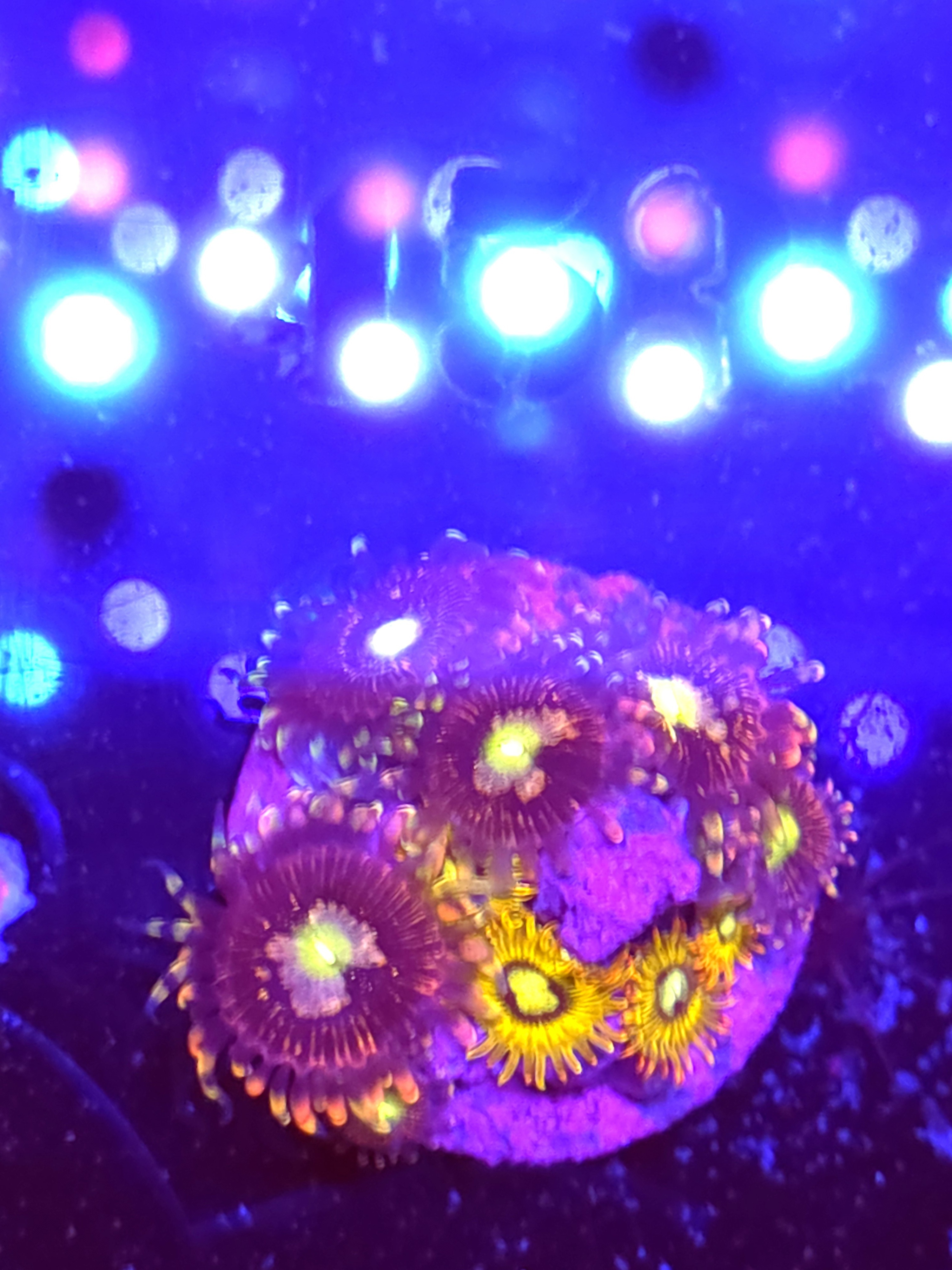 SBB "No Name" Zoas 2 Polyps