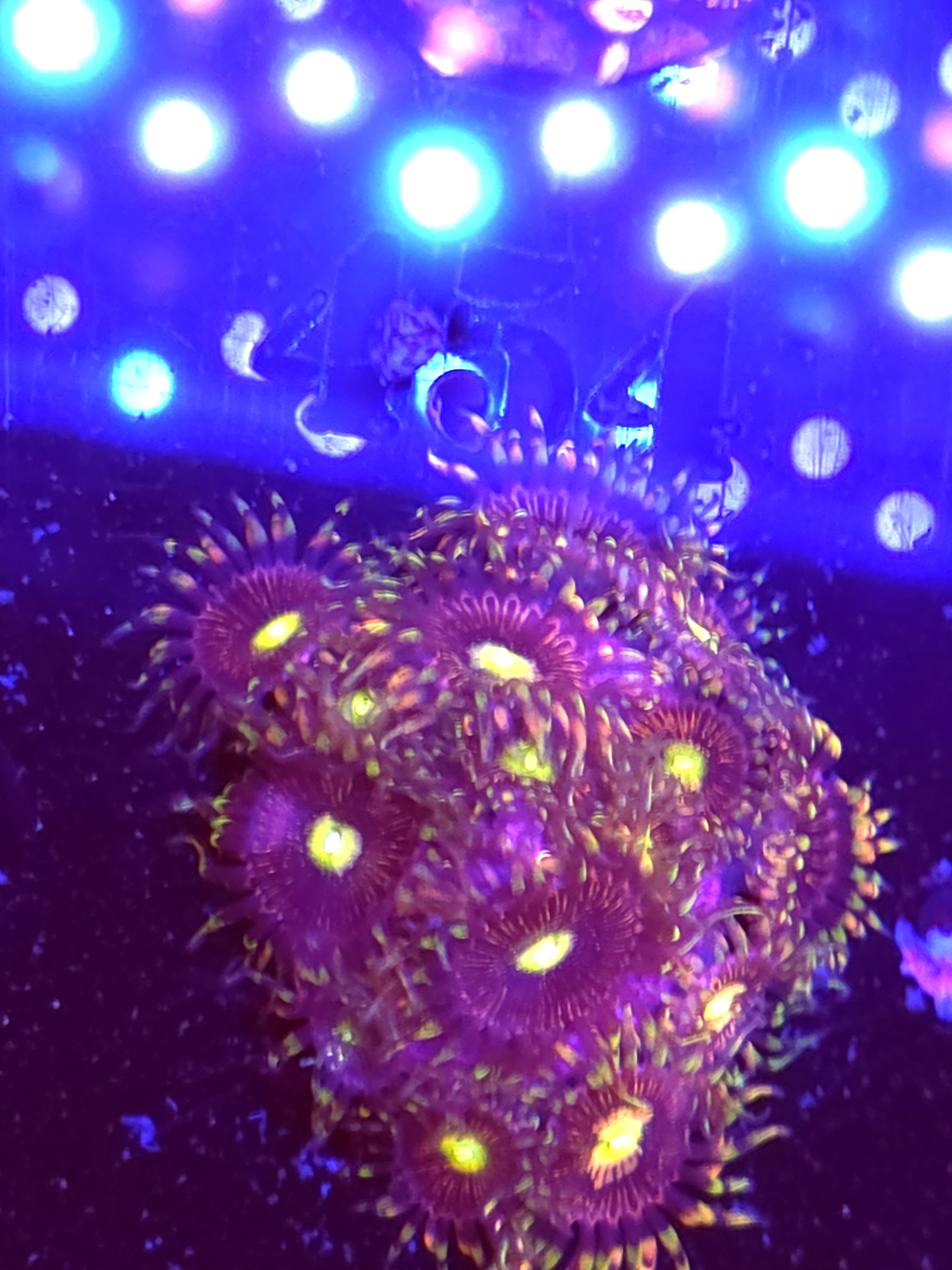 SBB "No Name" Zoas Mini Colony