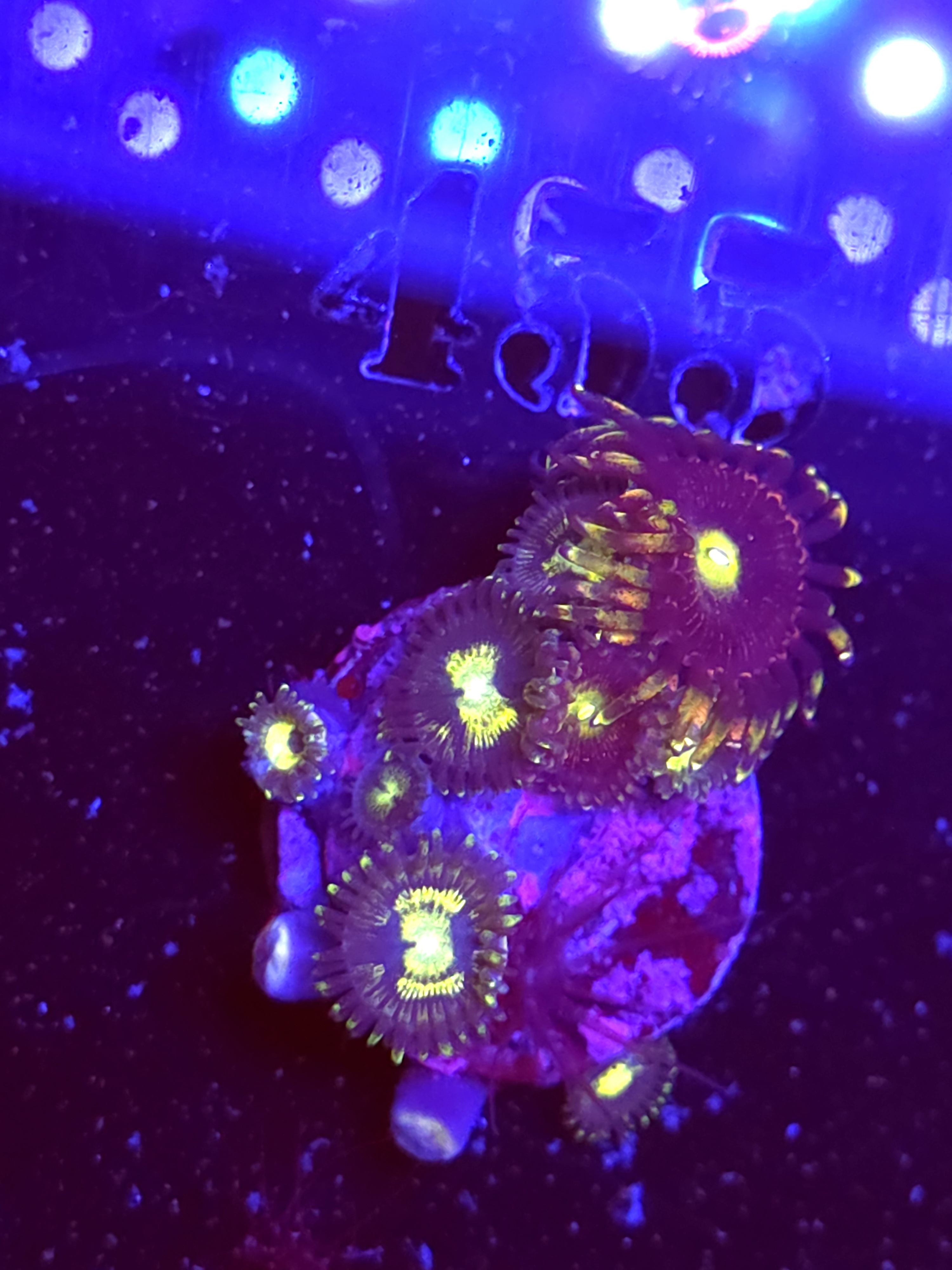 SBB "No Name" Zoas Mini Colony