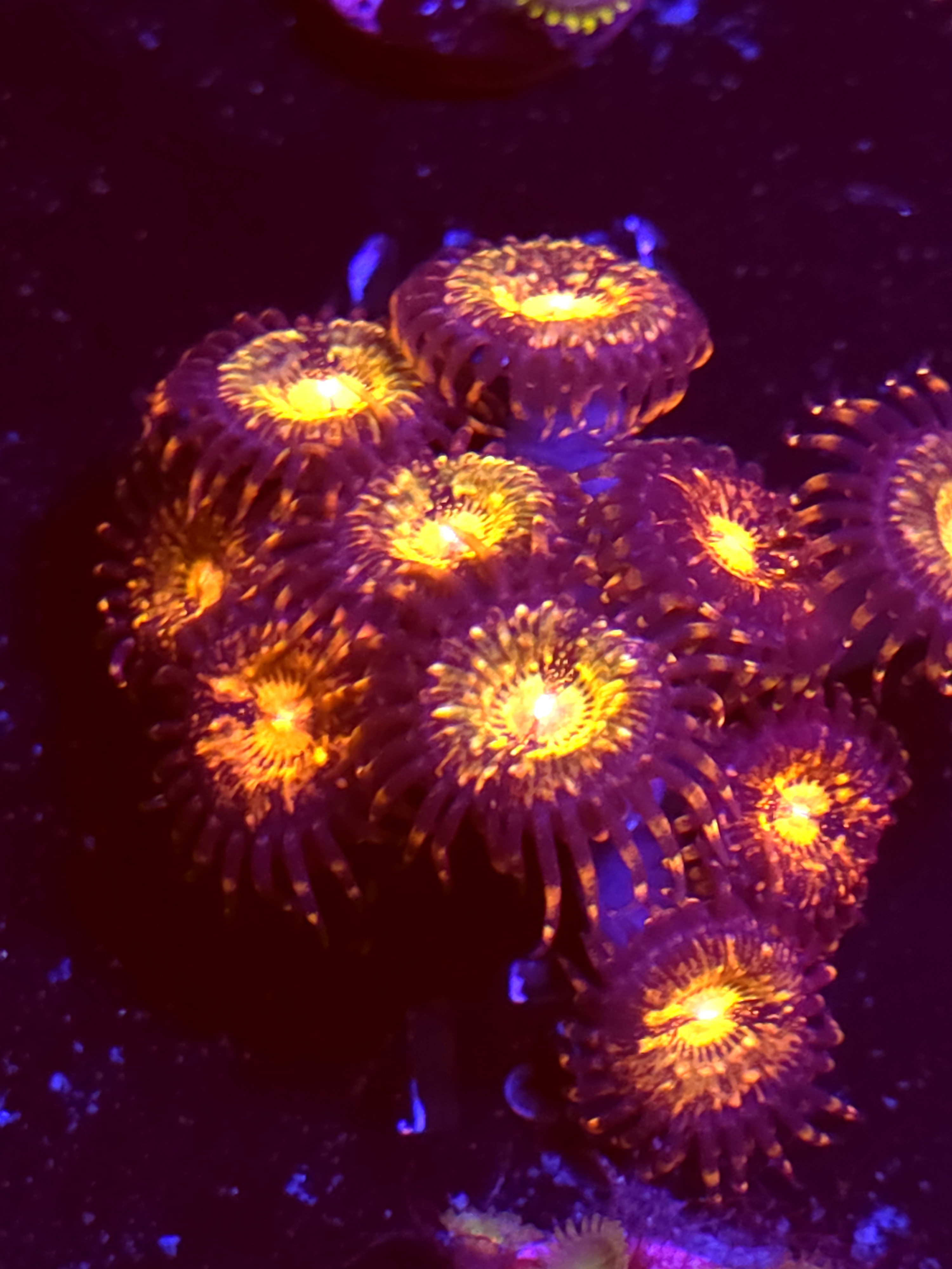 SBB "No Name" Zoas Mini Colony