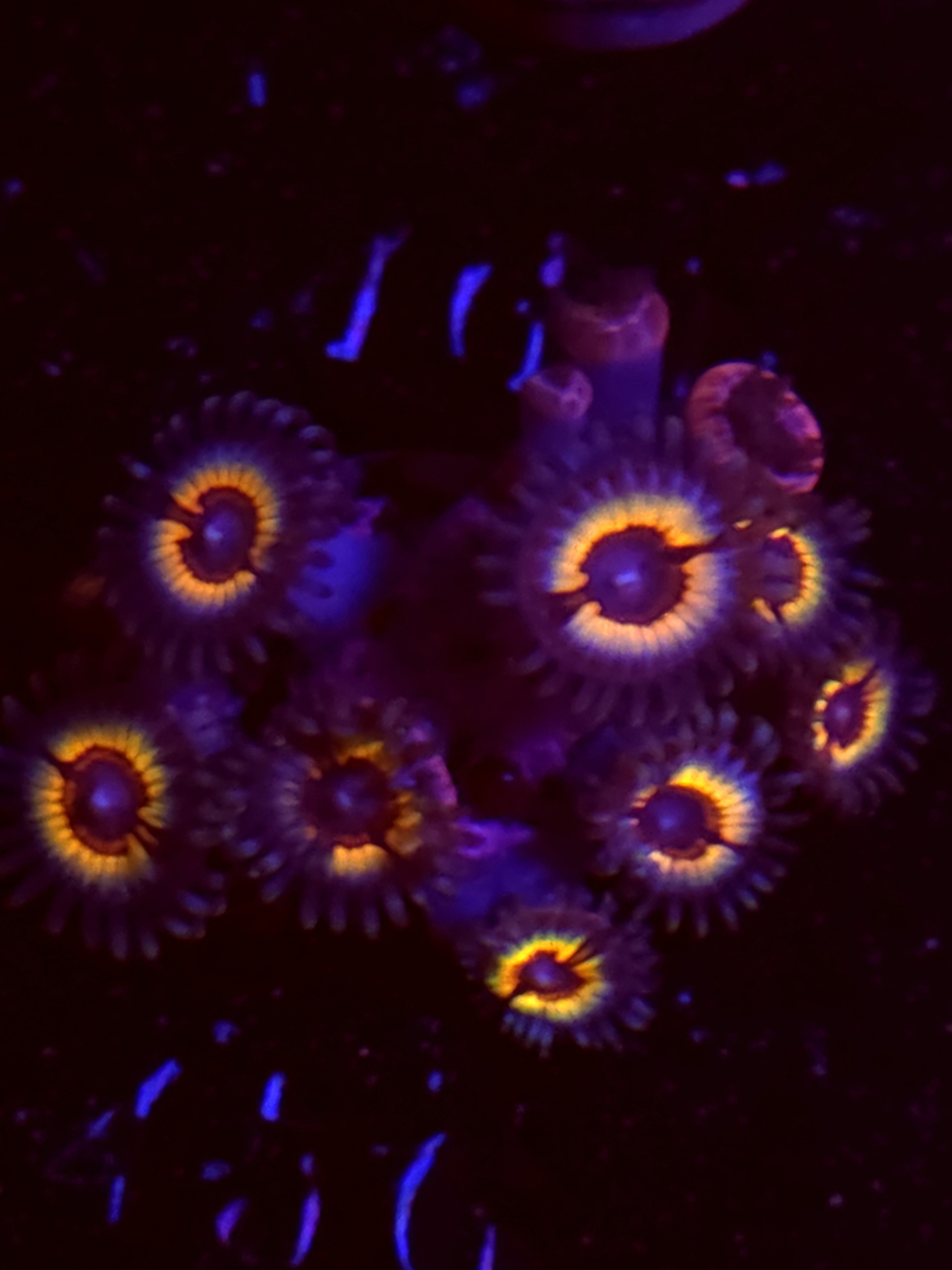 SBB "No Name" Zoas Mini Colony