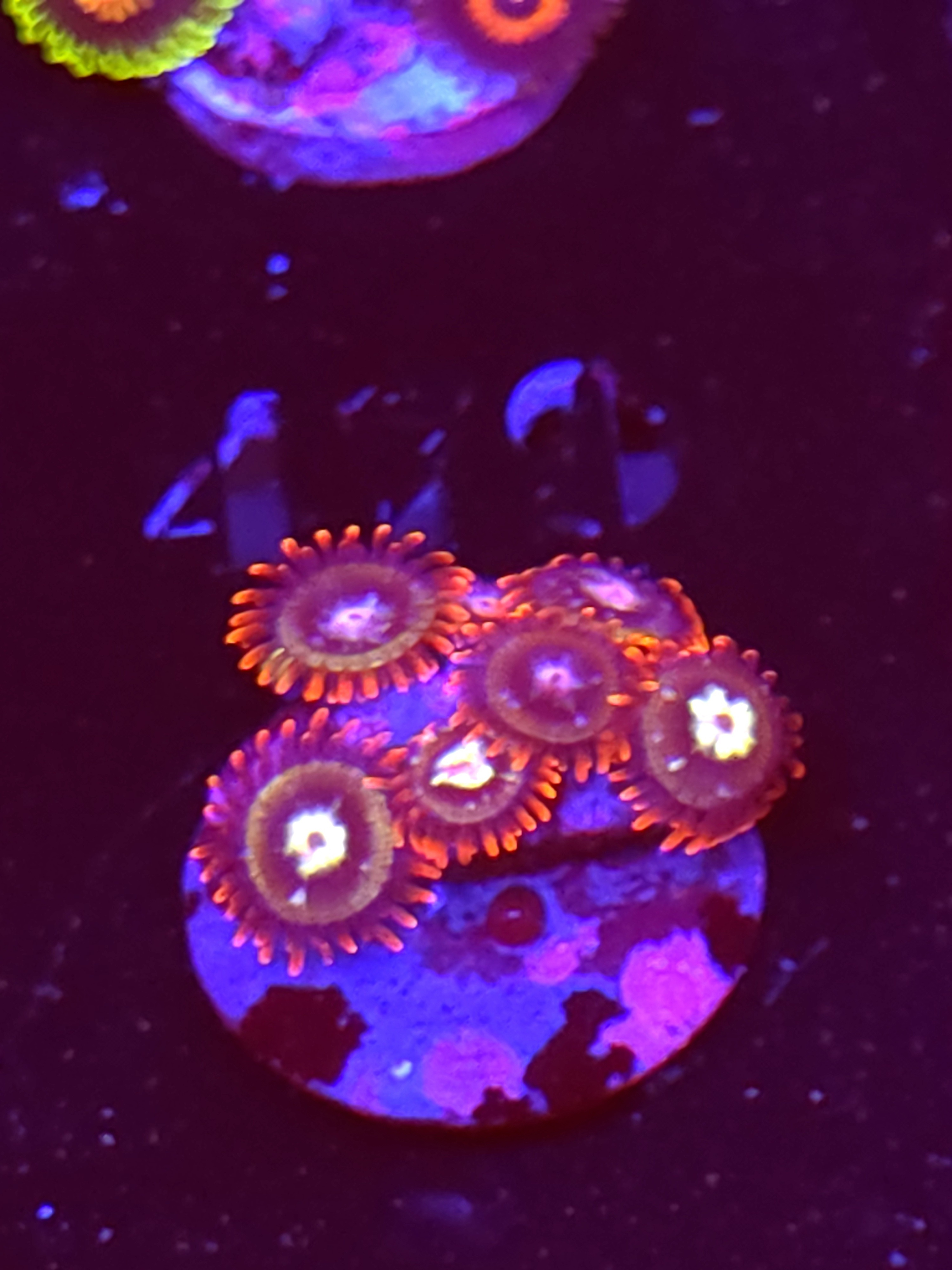 SBB "No Name" Zoas 6+ Polyps