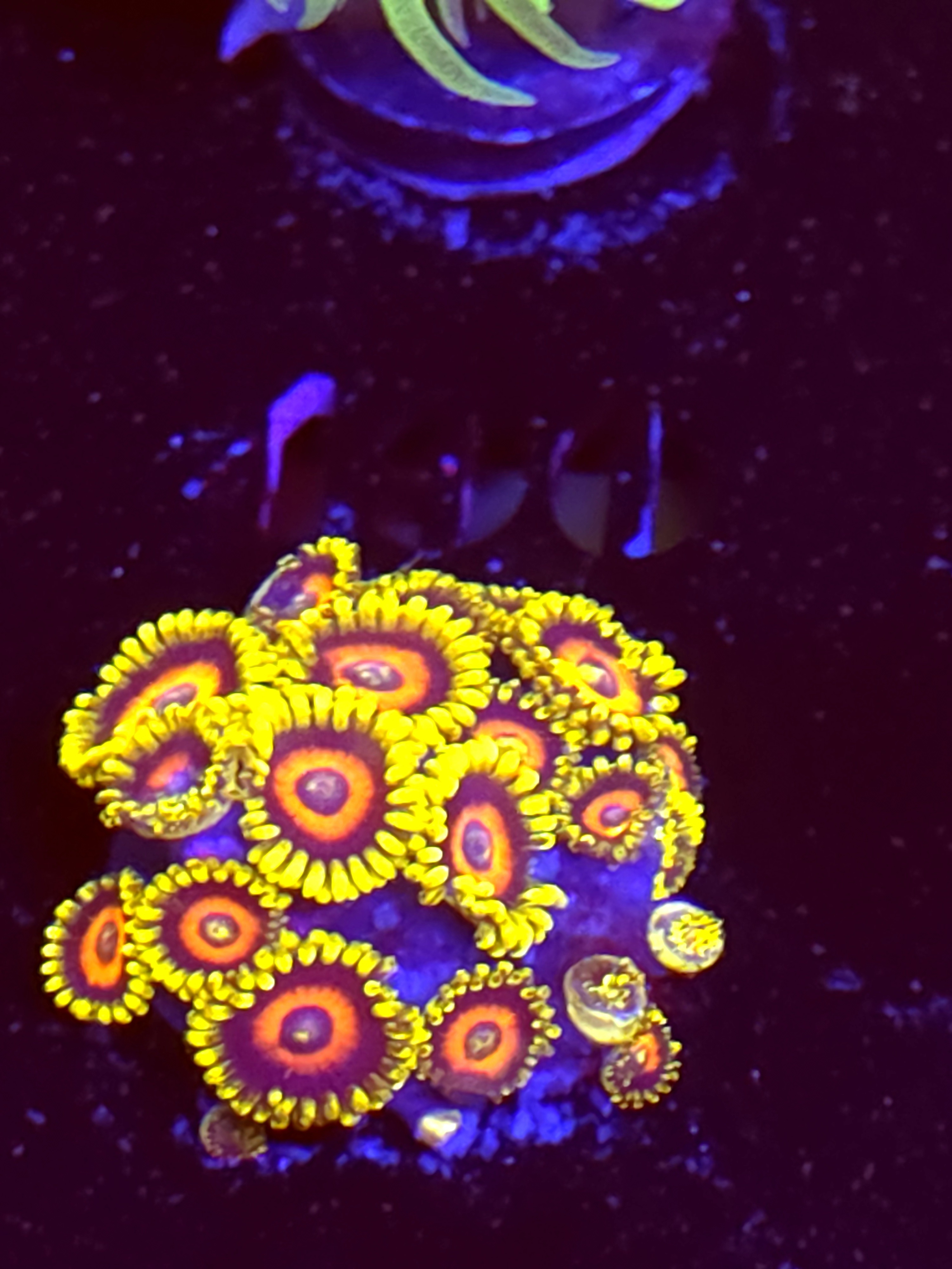 SBB "No Name" Zoas Mini Colony