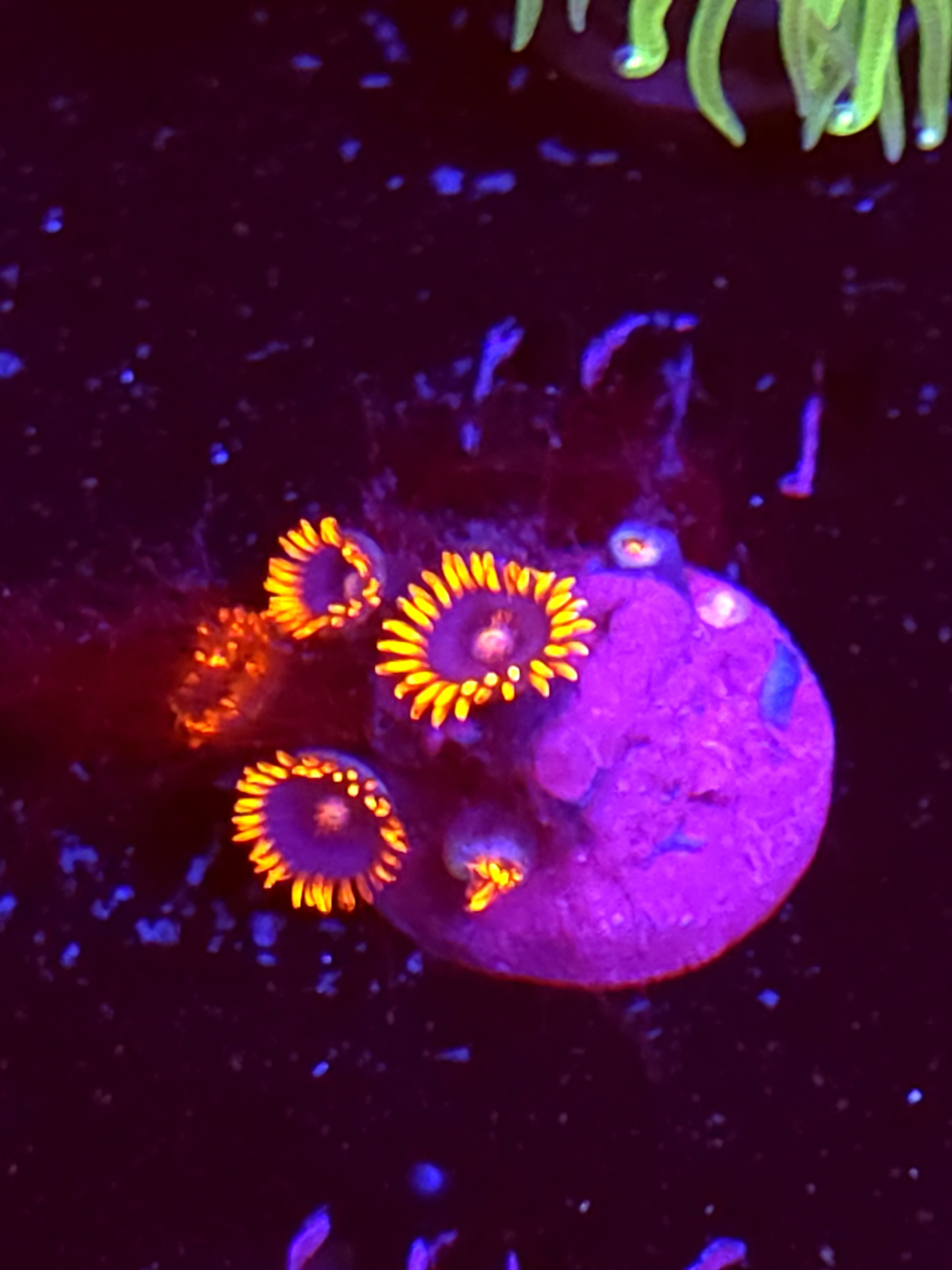 SBB "No Name" Zoas 3 Polyps
