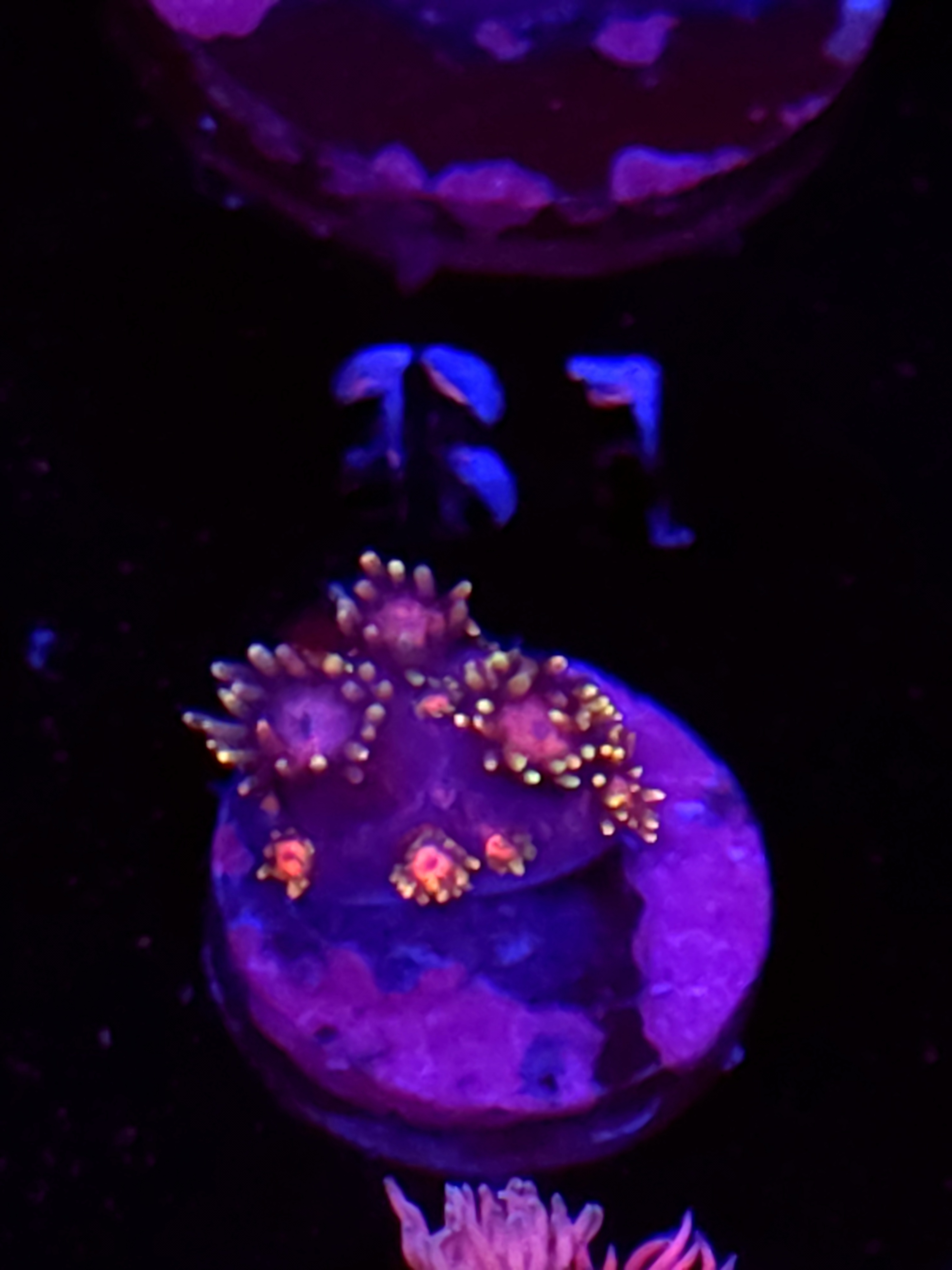 SBB "Solar Kraken" Goni Small