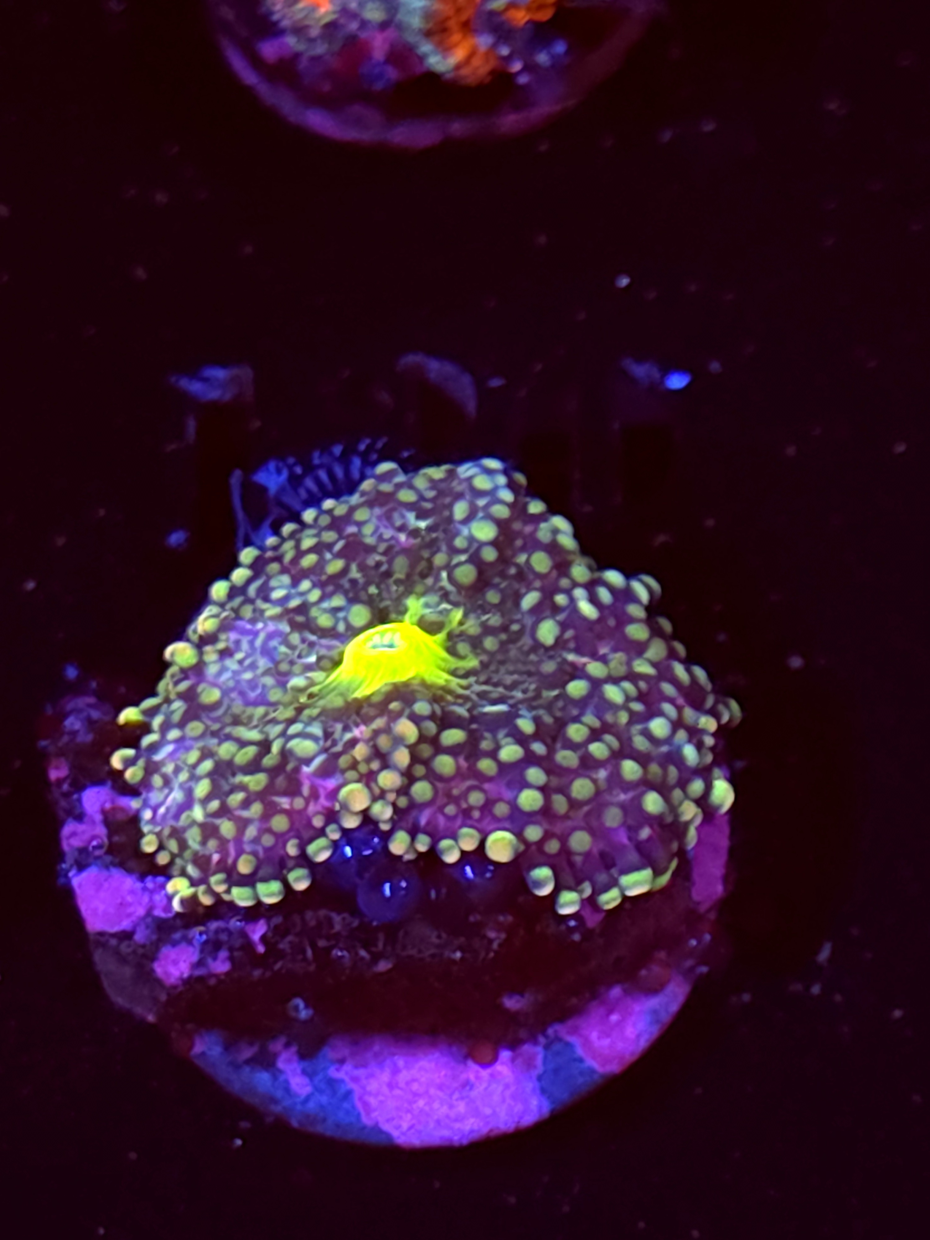 SBB "No Name" Mushrooms Medium