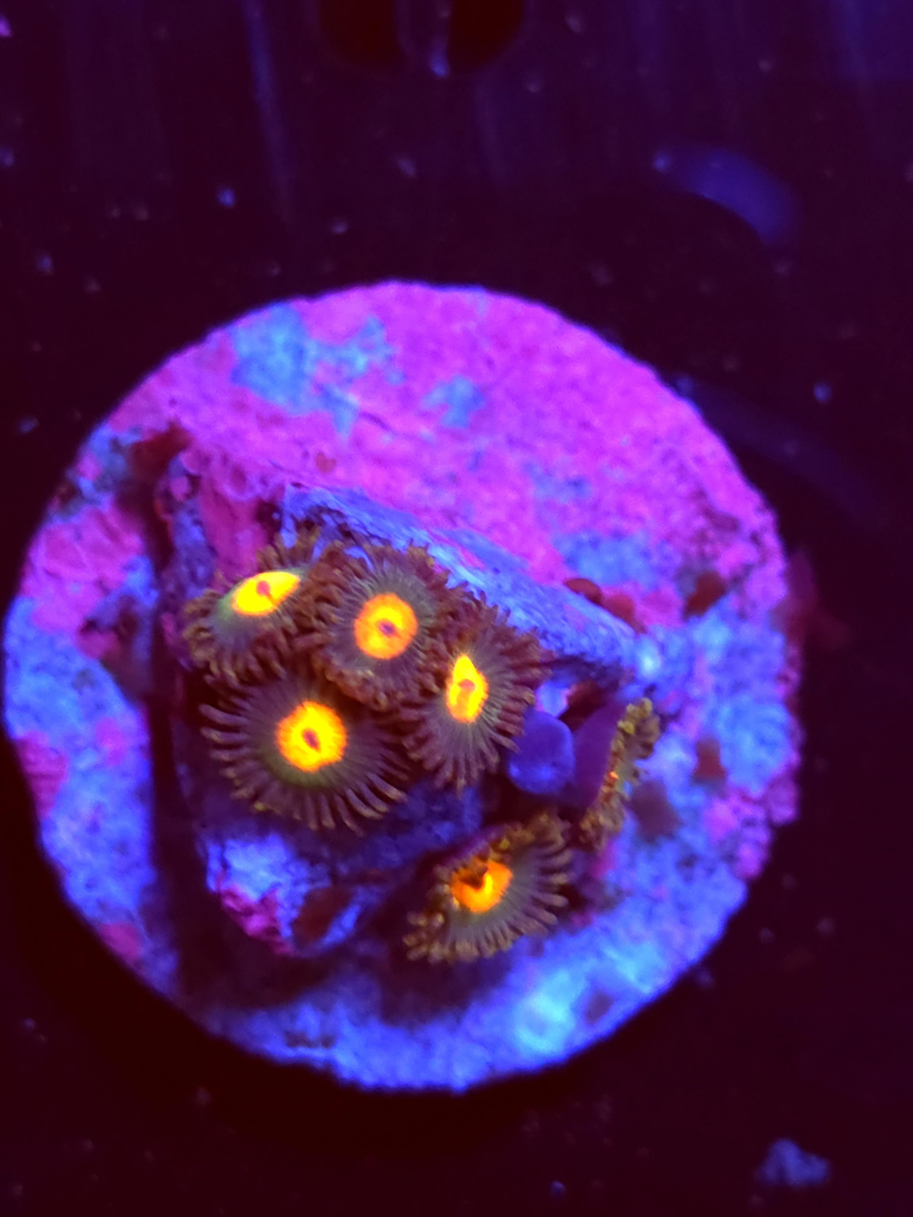 SBB "No Name" Zoas 5 Polyps