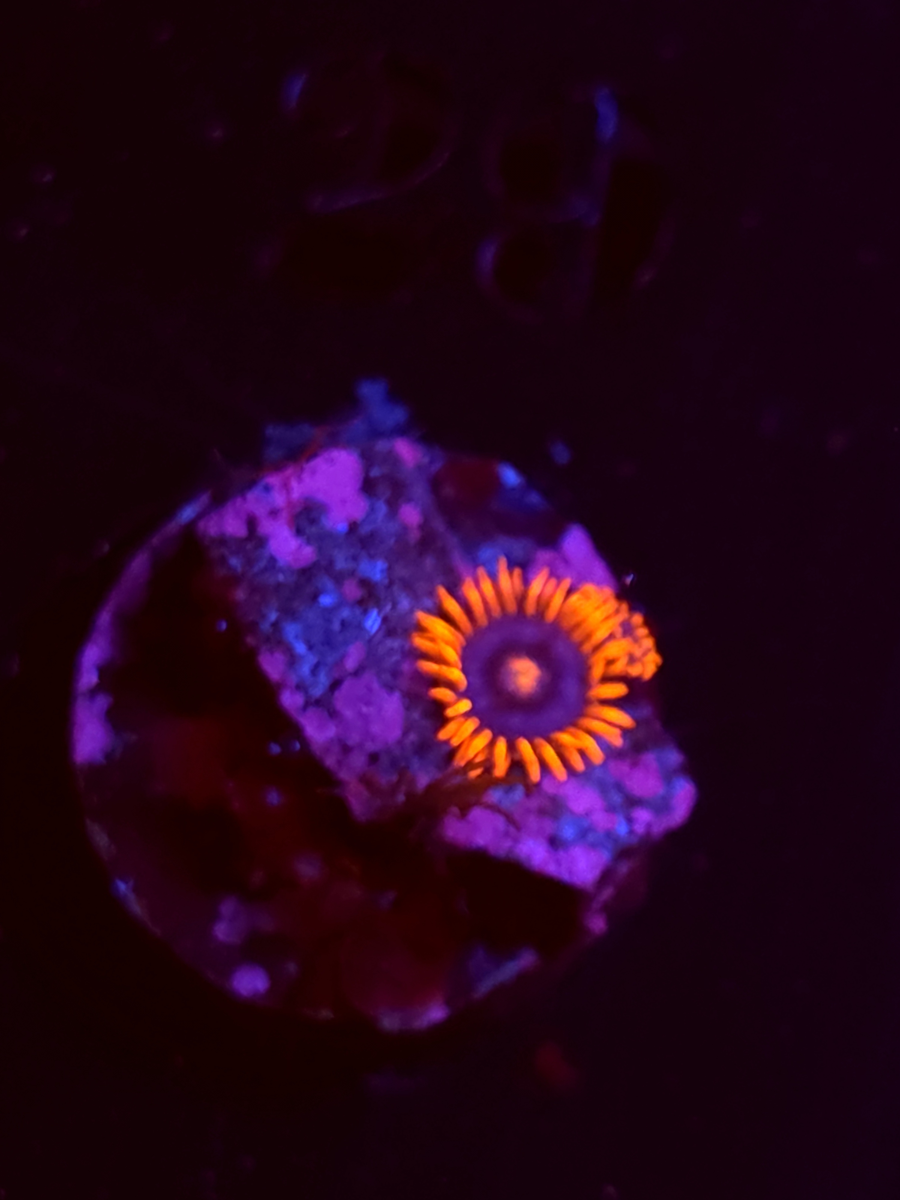 SBB "No Name" Zoas 1 Polyp