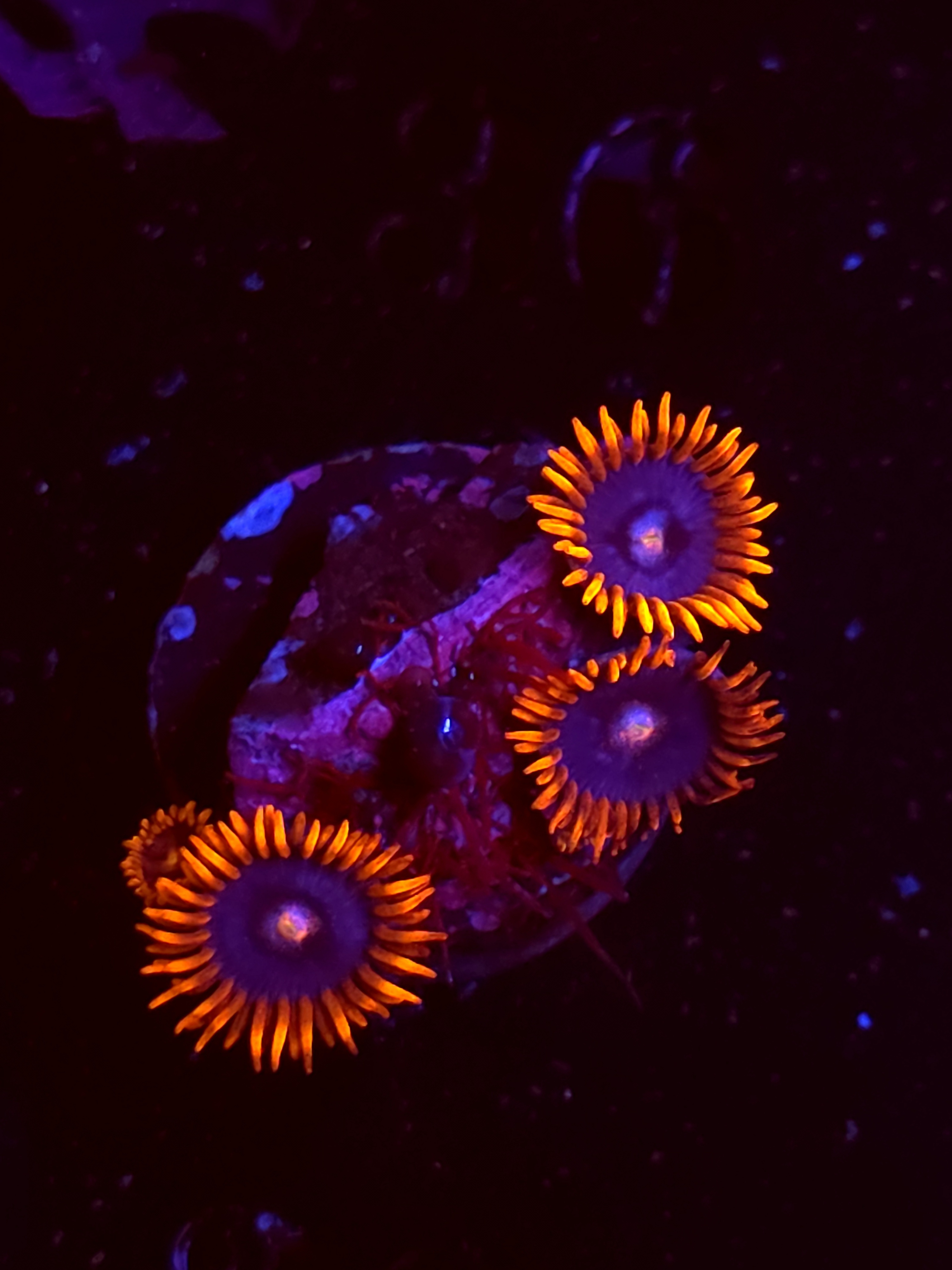 SBB "No Name" Zoas 3 Polyps
