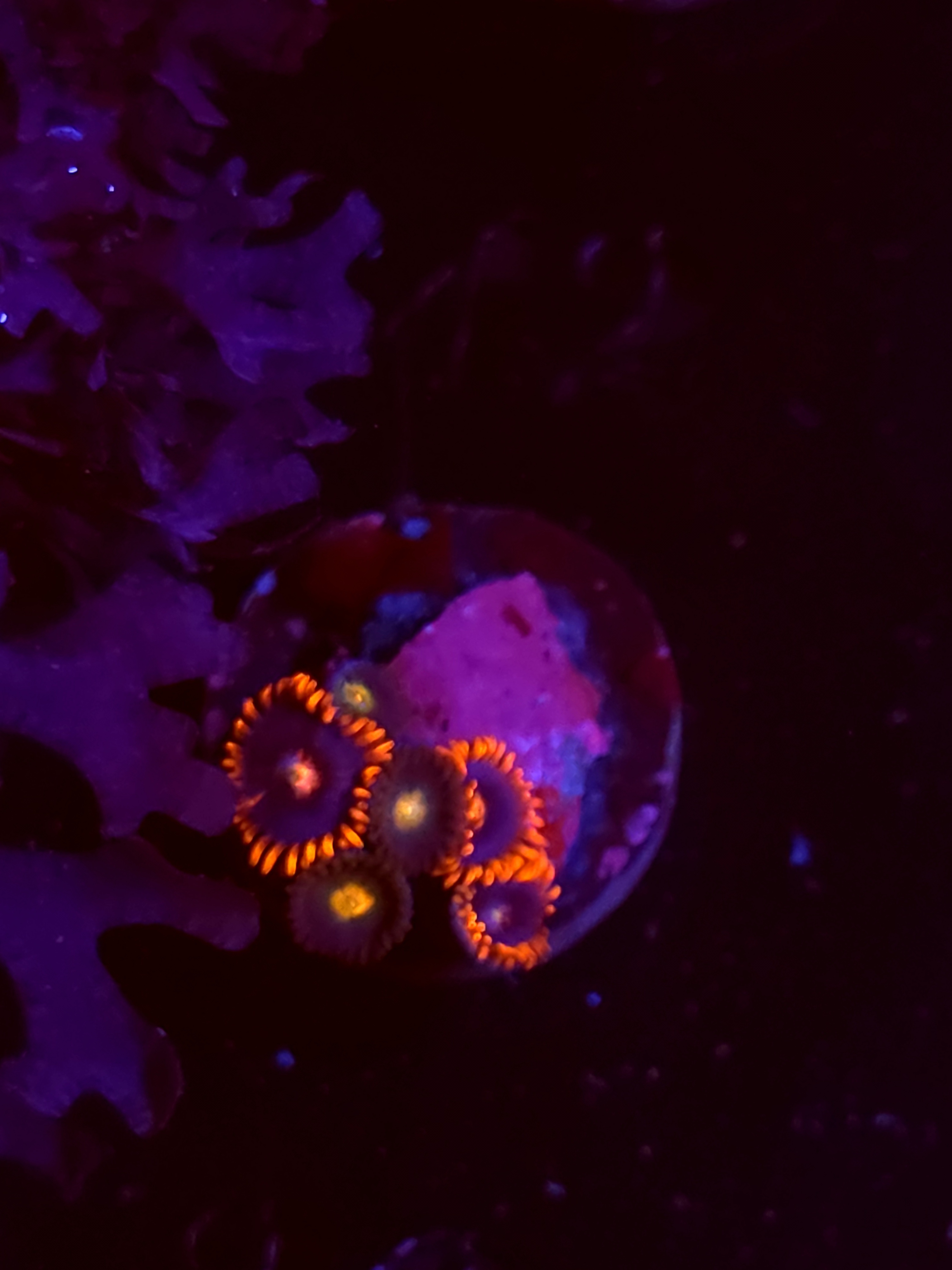 SBB "No Name" Zoas 3+ Polyps