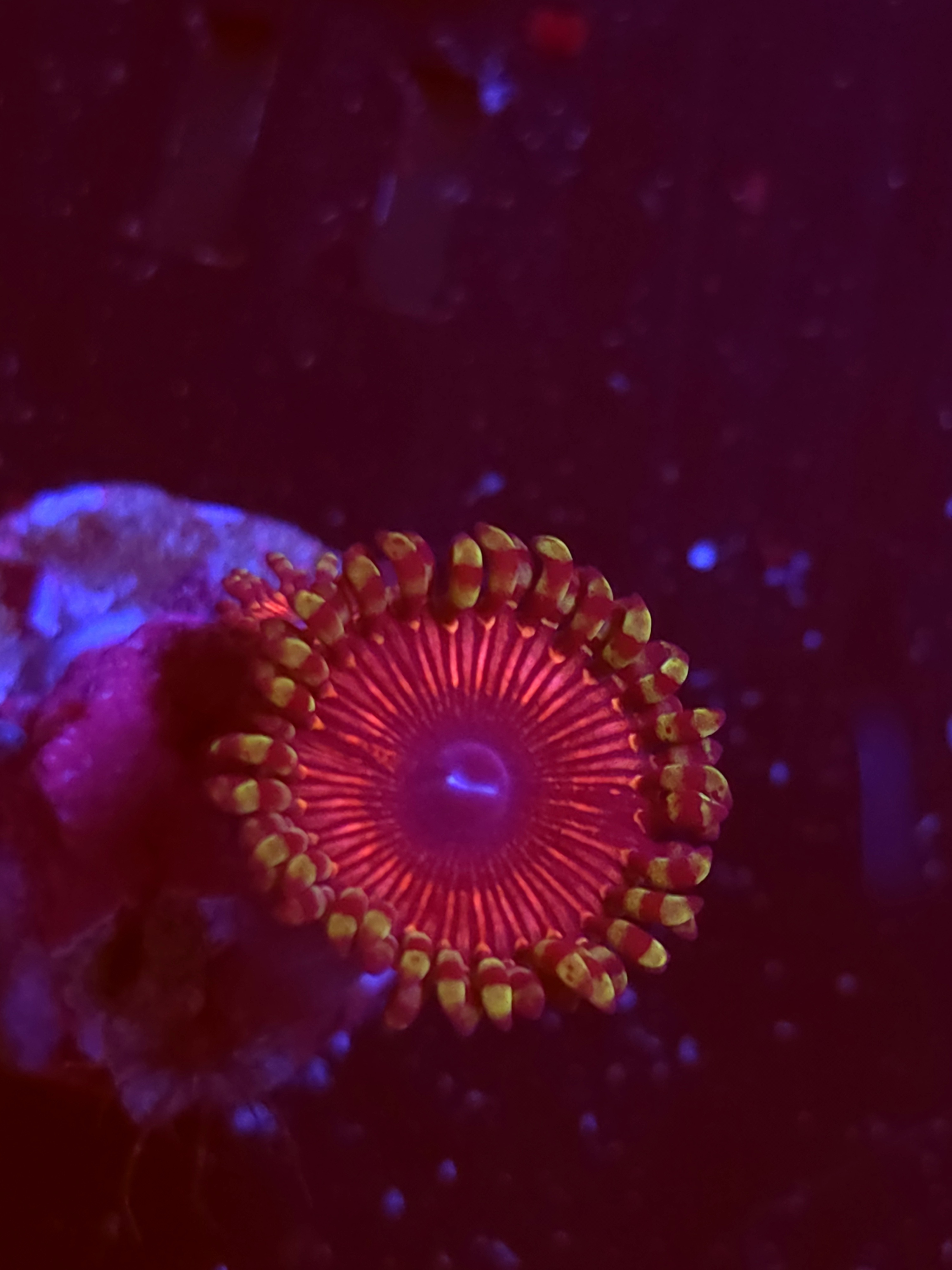 SBB "No Name" Zoas 1 Polyp
