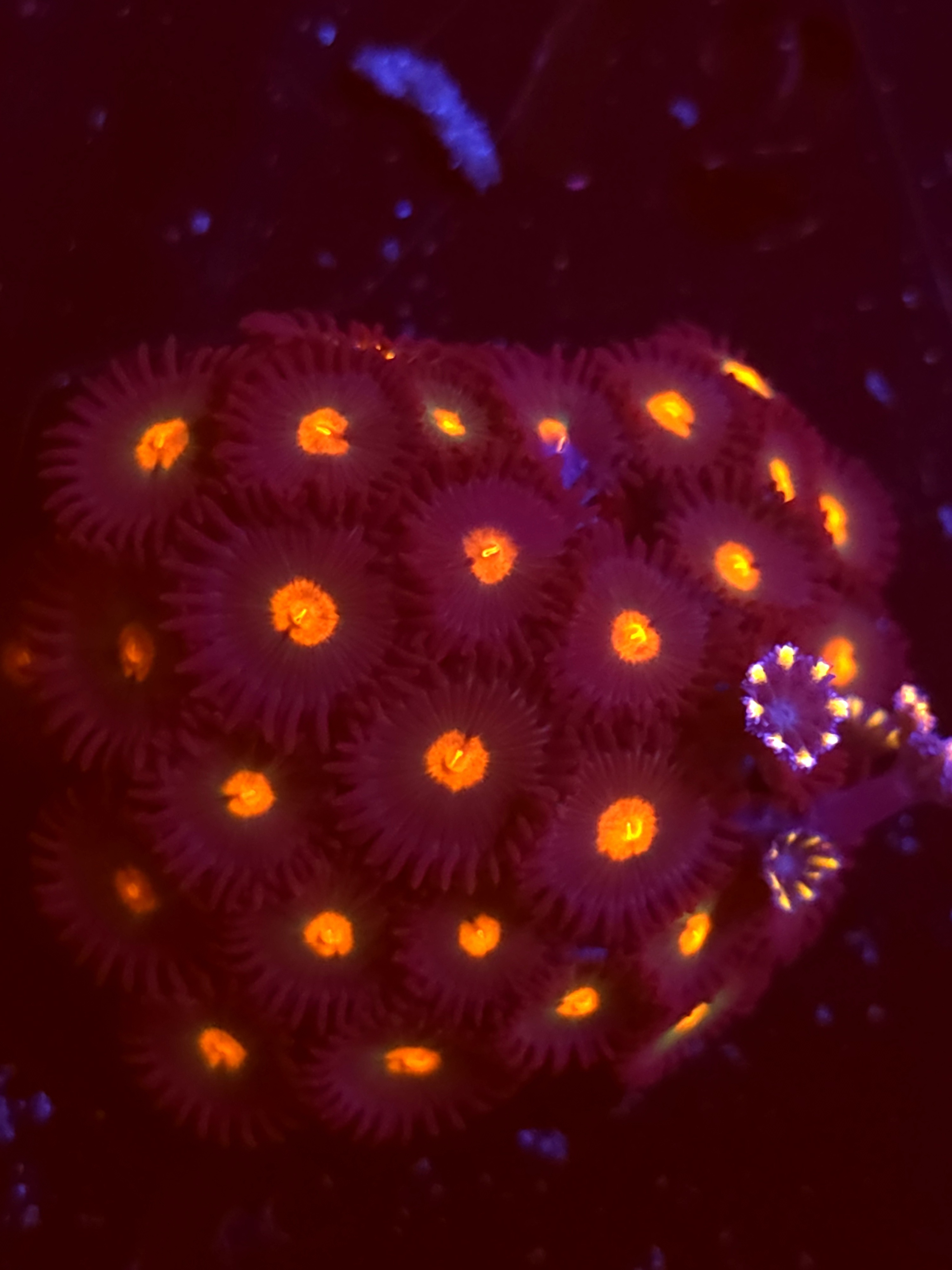 SBB "No Name" Zoas Mini Colony