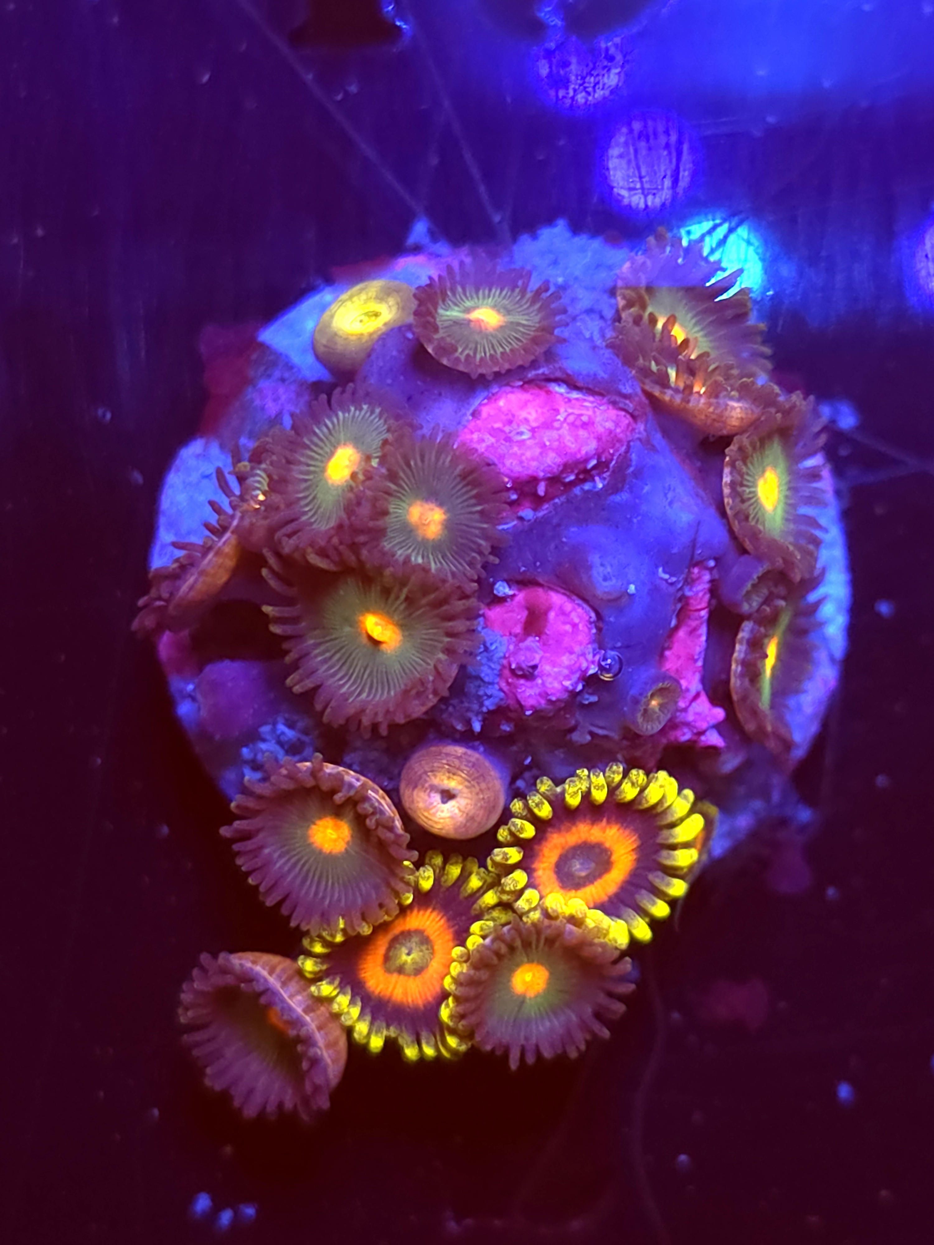 SBB "No Name" Zoas Mini Colony