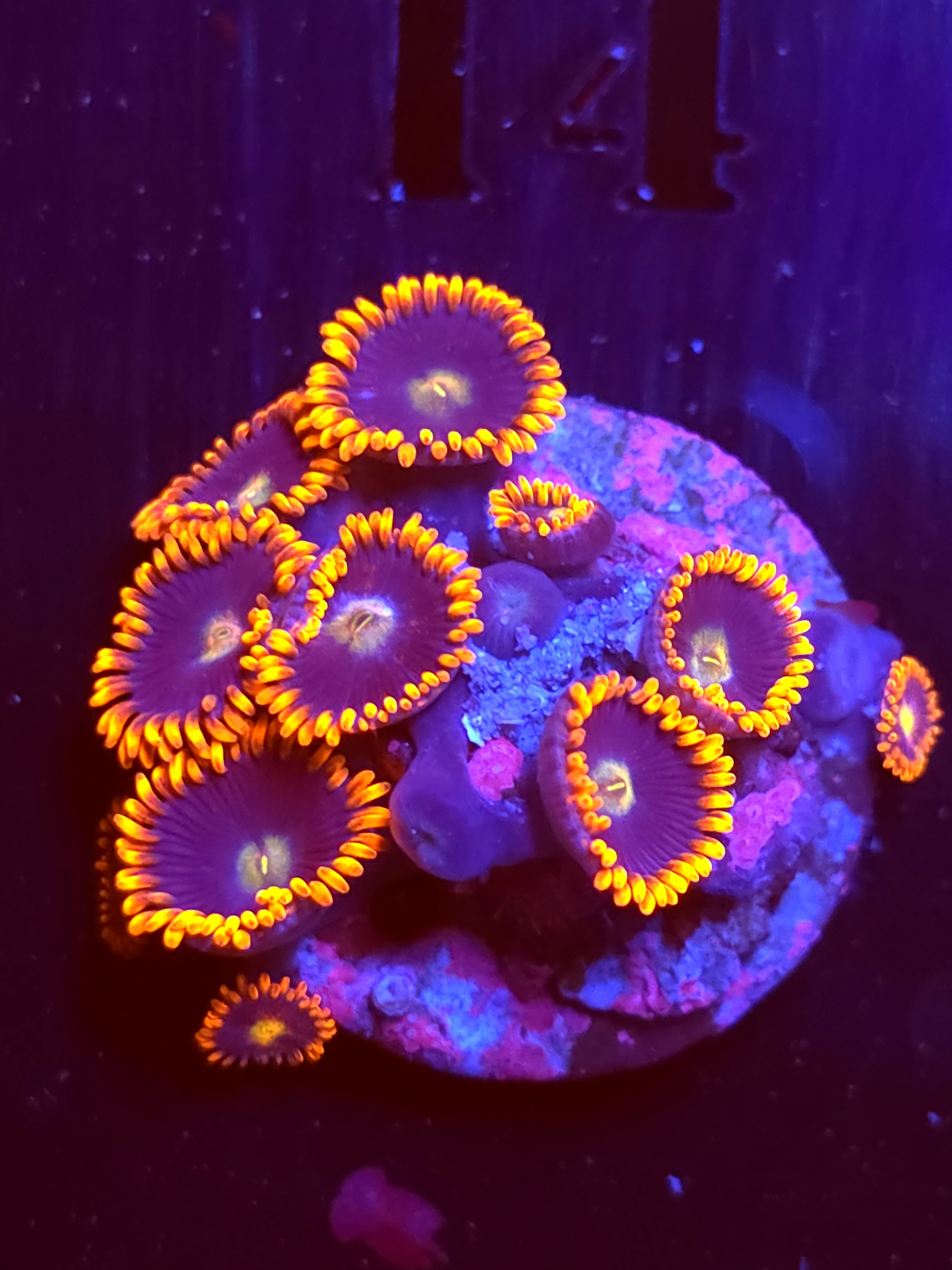 SBB "No Name" Zoas 8 Polyps