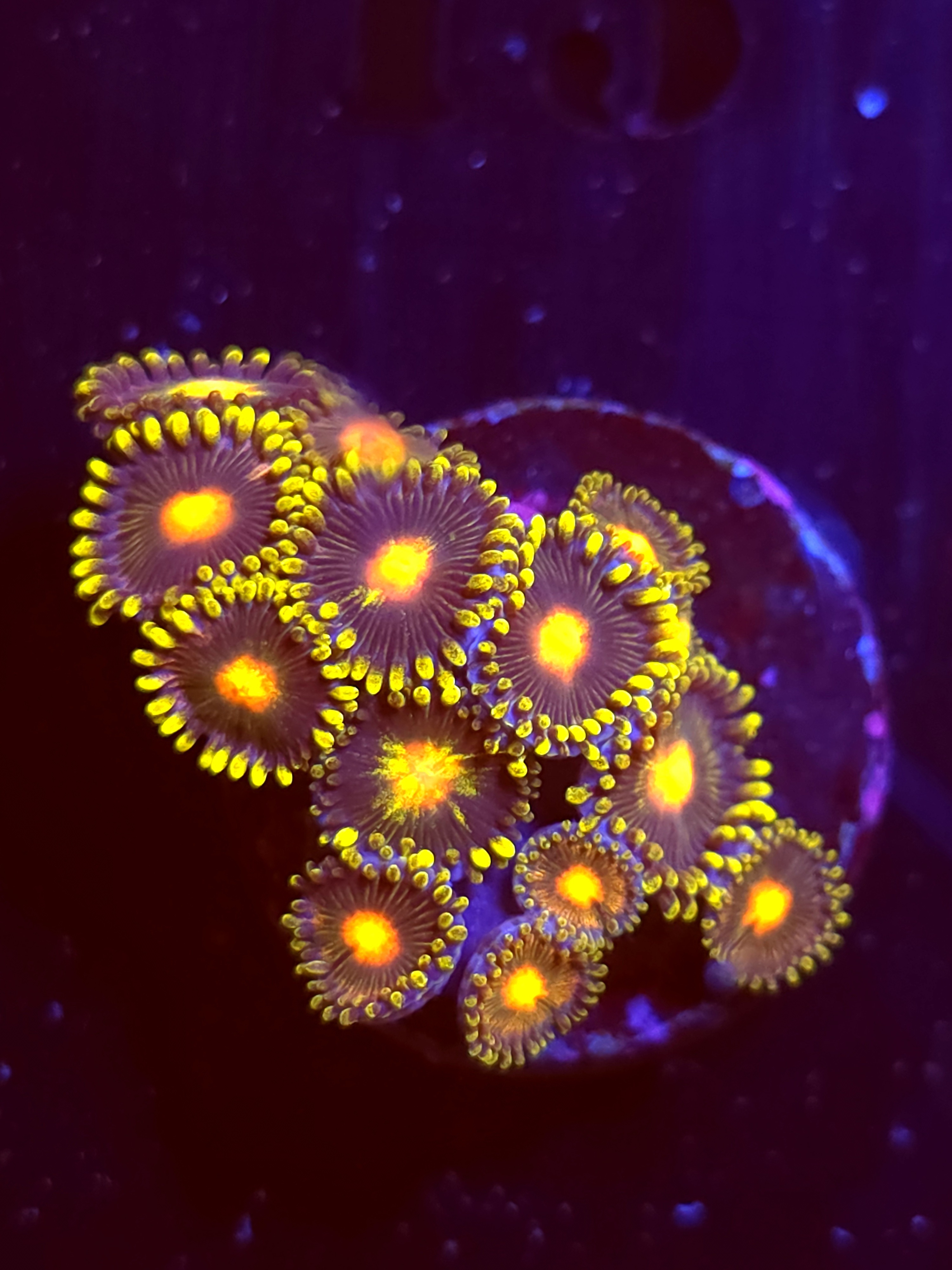 SBB "No Name" Zoas Mini Colony