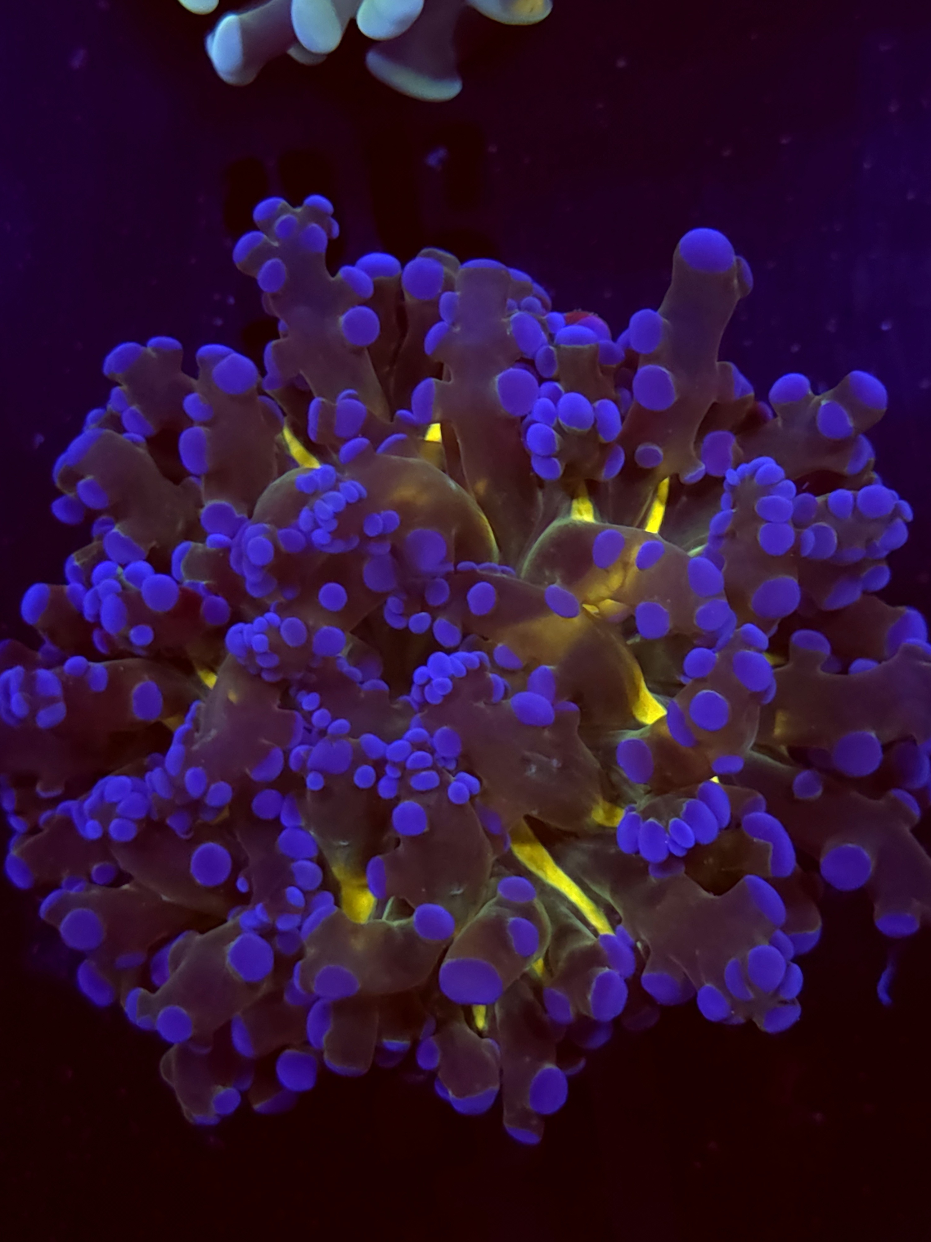SBB " Blues Clues Frogspawn"