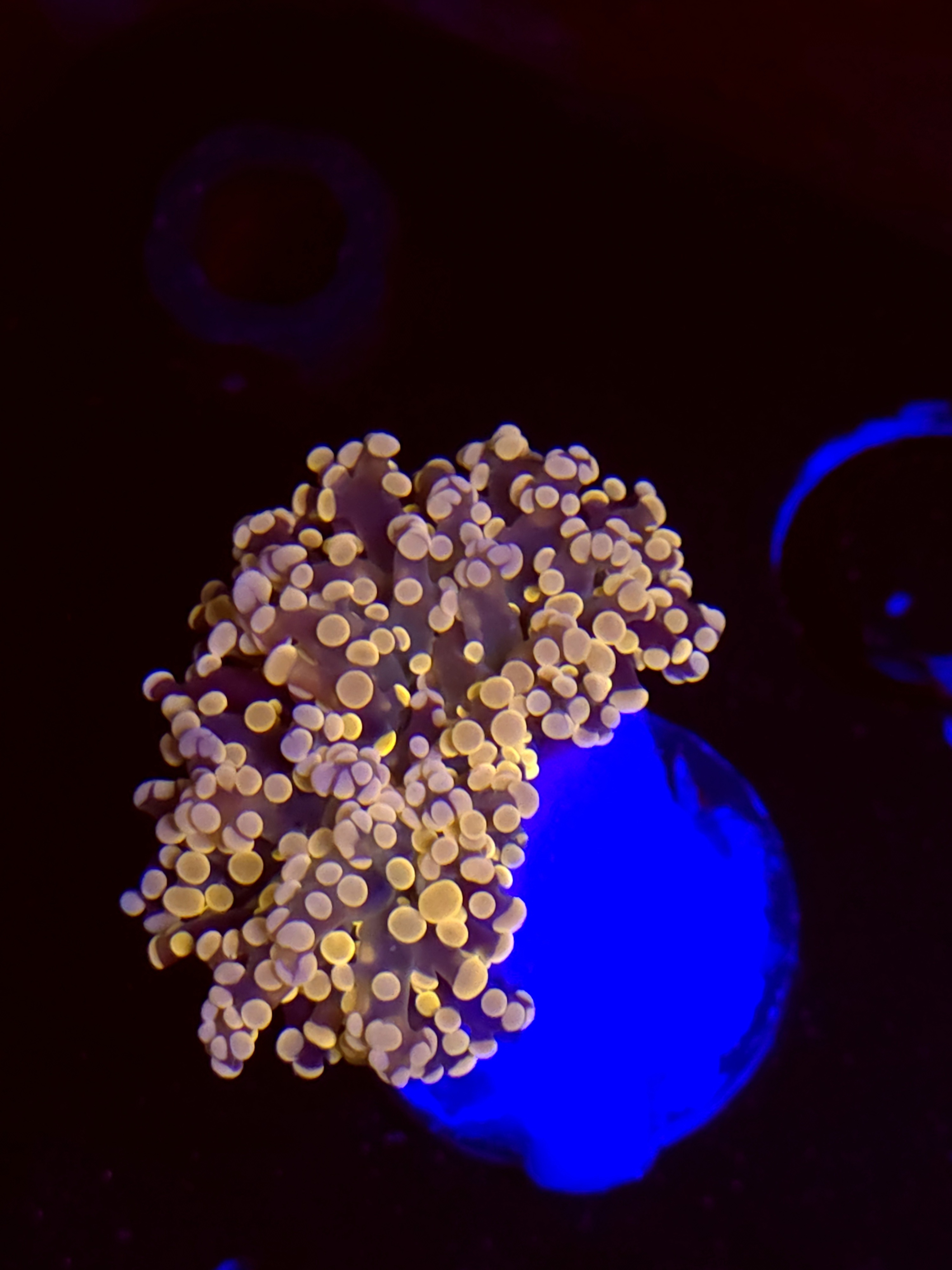 SBB " Lavendor breeze" Frogspawn