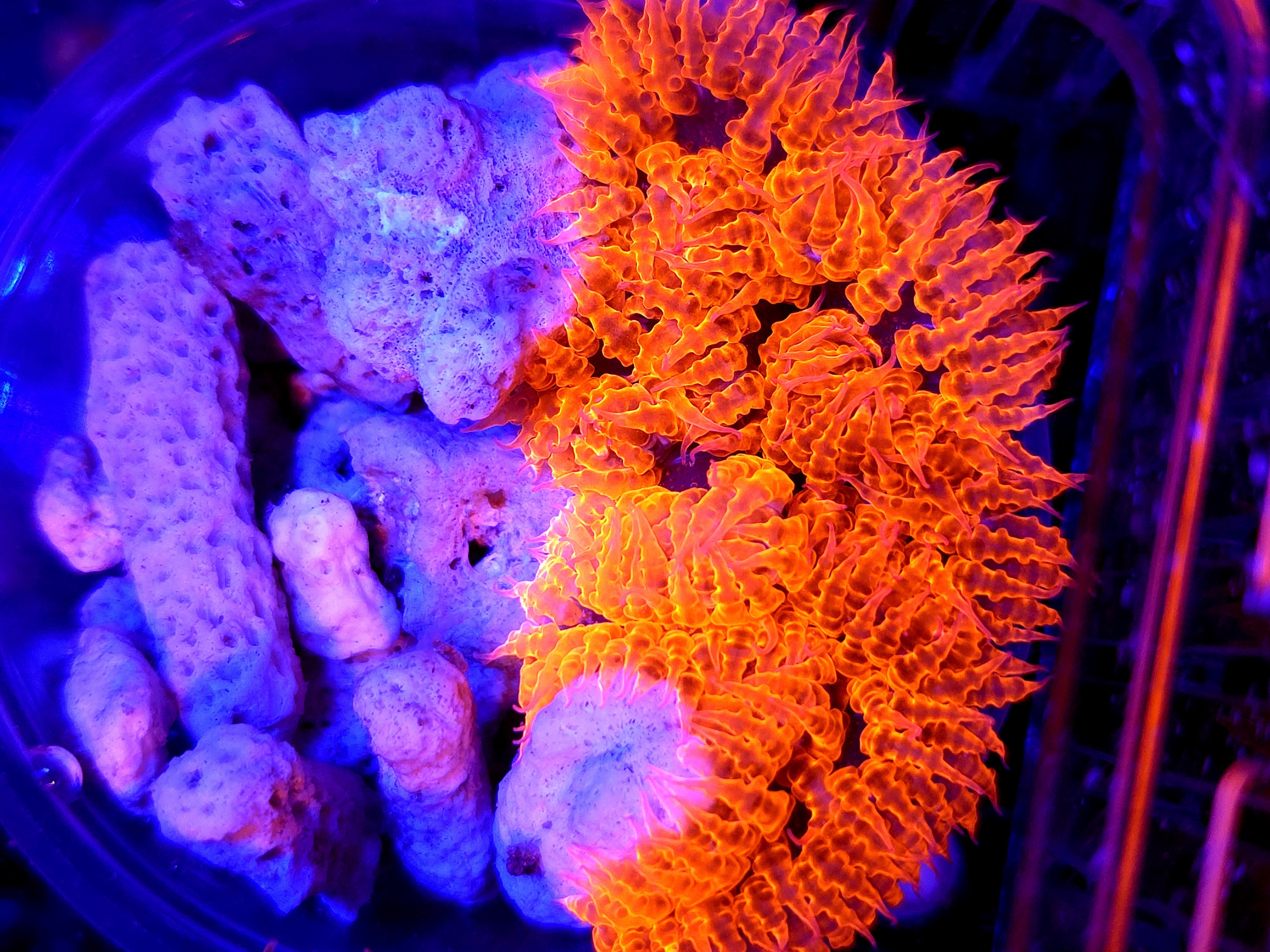SBB " Red Skirt" Rock Flower