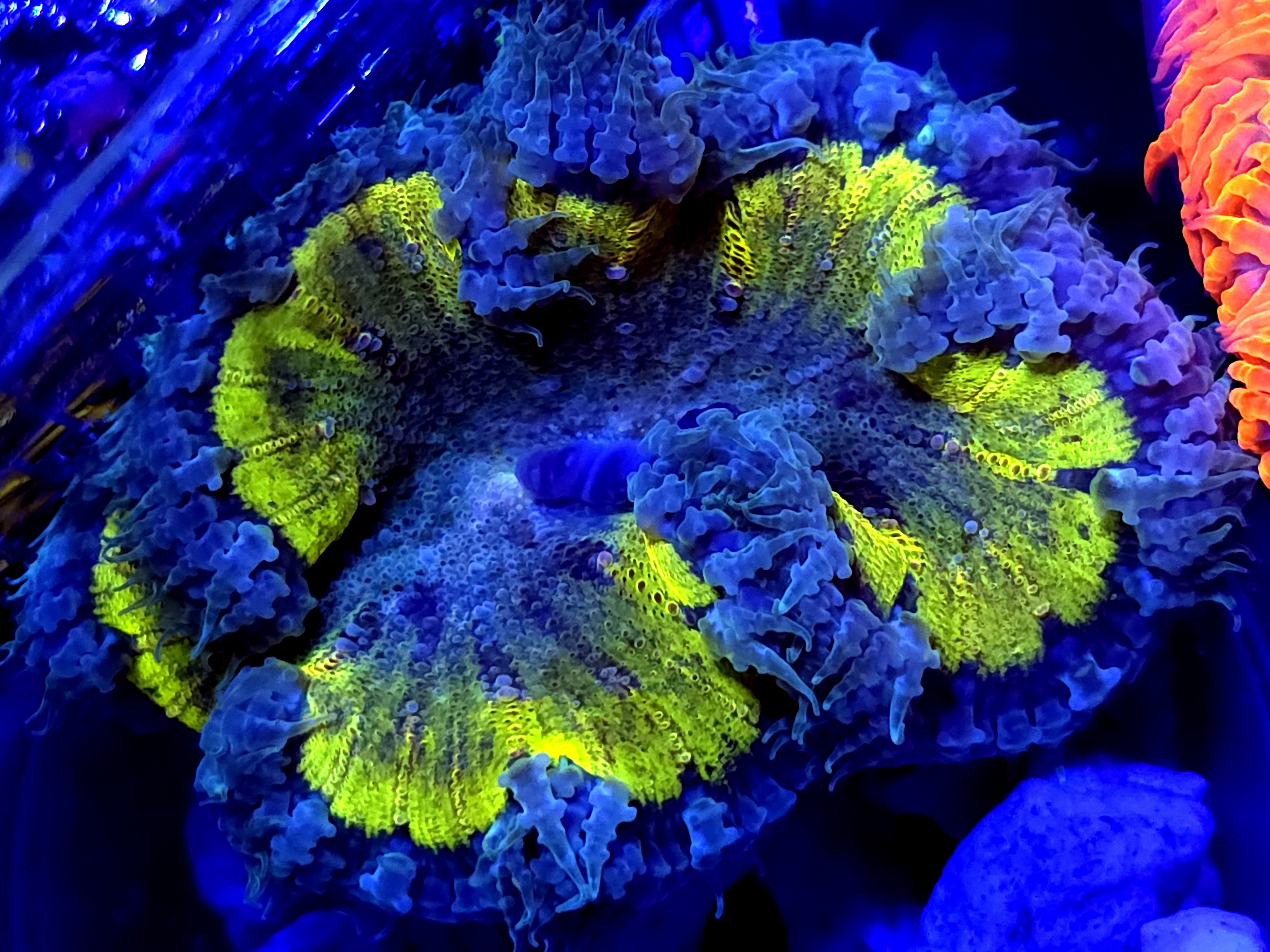 SBB " Yellow Center" Rock Flower