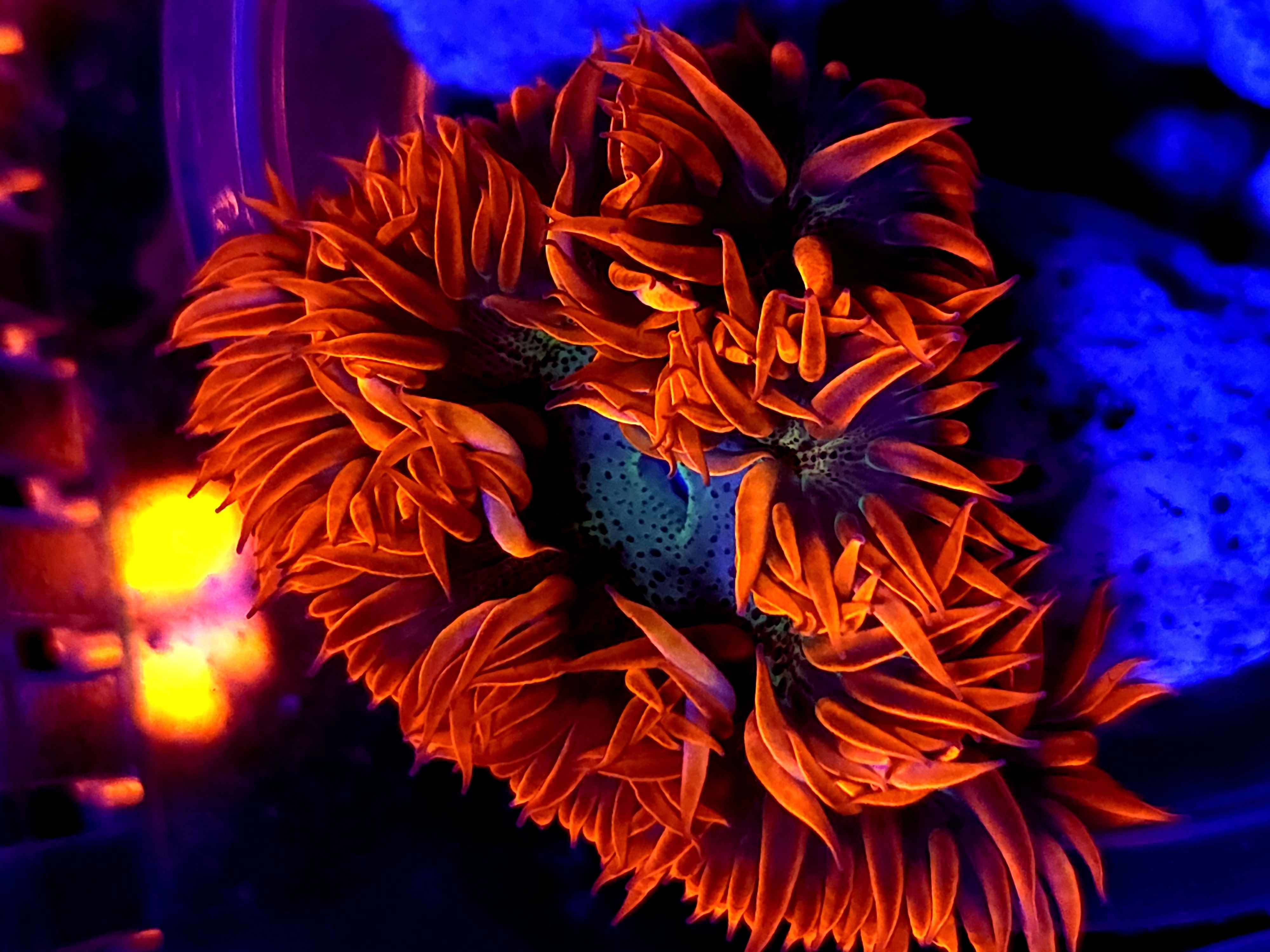 SBB " Red Skirt" Rock Flower